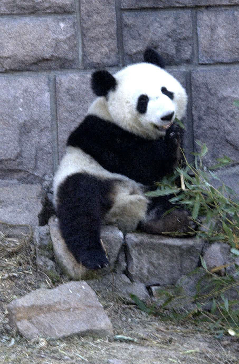 more panda at lunch