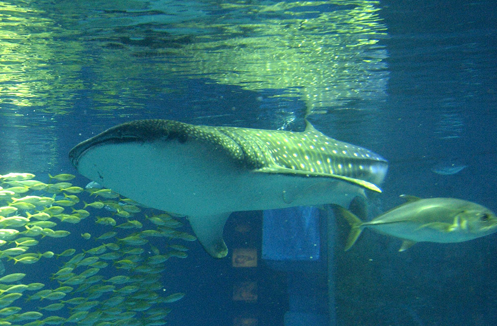 [#Beginning of Shooting Data Section]
Nikon D1H
2002/06/21 17:34:09.4
JPEG (8-bit) Fine
Image Size:  2000 x 1312
Color
Lens: 17-35mm f/2.8-2.8
Focal Length: 35mm
Exposure Mode: Programmed Auto
Metering Mode: Multi-Pattern
1/80 sec - f/4
Exposure Comp.: 0 EV
Sensitivity: ISO 1600
White Balance: Cloudy
AF Mode: AF-C
Tone Comp: Less Contrast
Flash Sync Mode: Not Attached
Color Mode: Mode II (Adobe RGB)
Hue Adjustment: +3
Sharpening: Normal
Noise Reduction: 
Image Description:                                
Camera ID: 
[#End of Shooting Data Section]
