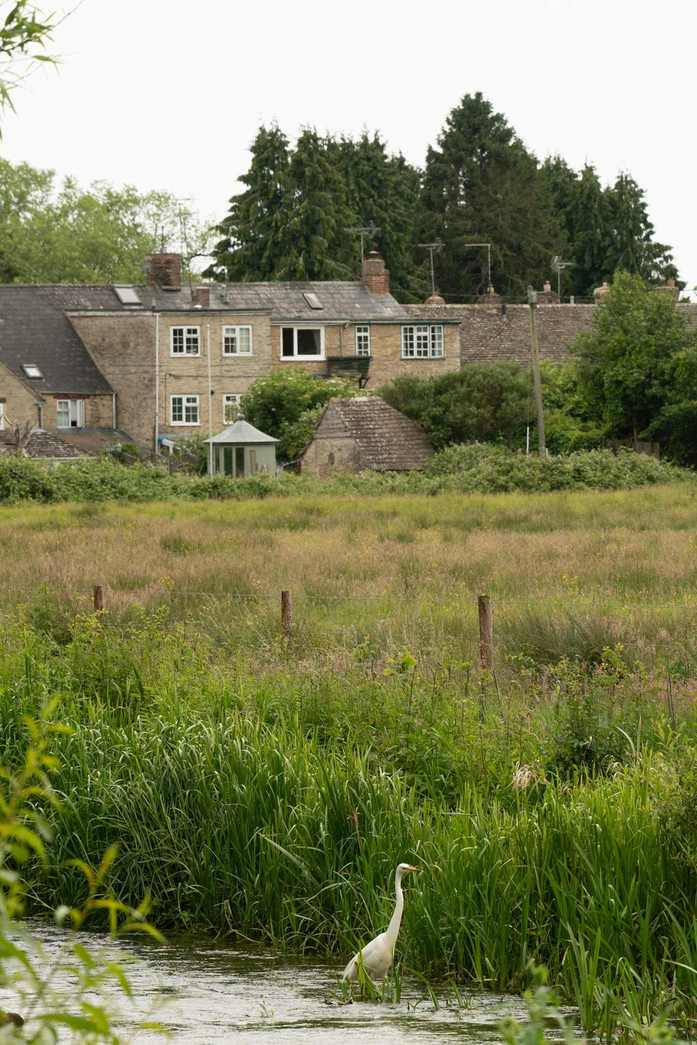 Random bird & random village