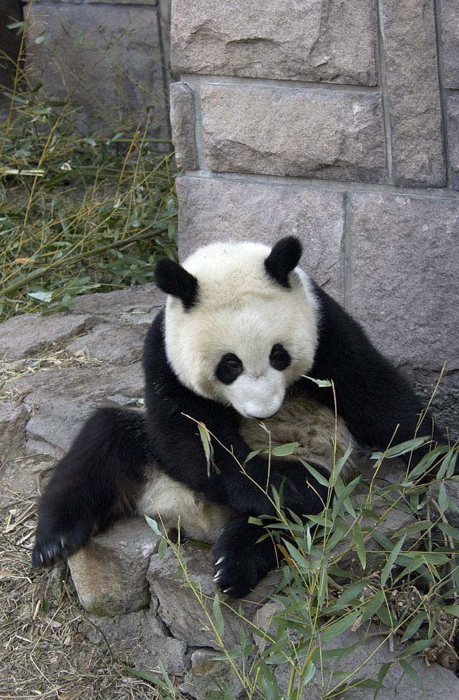 sitting panda