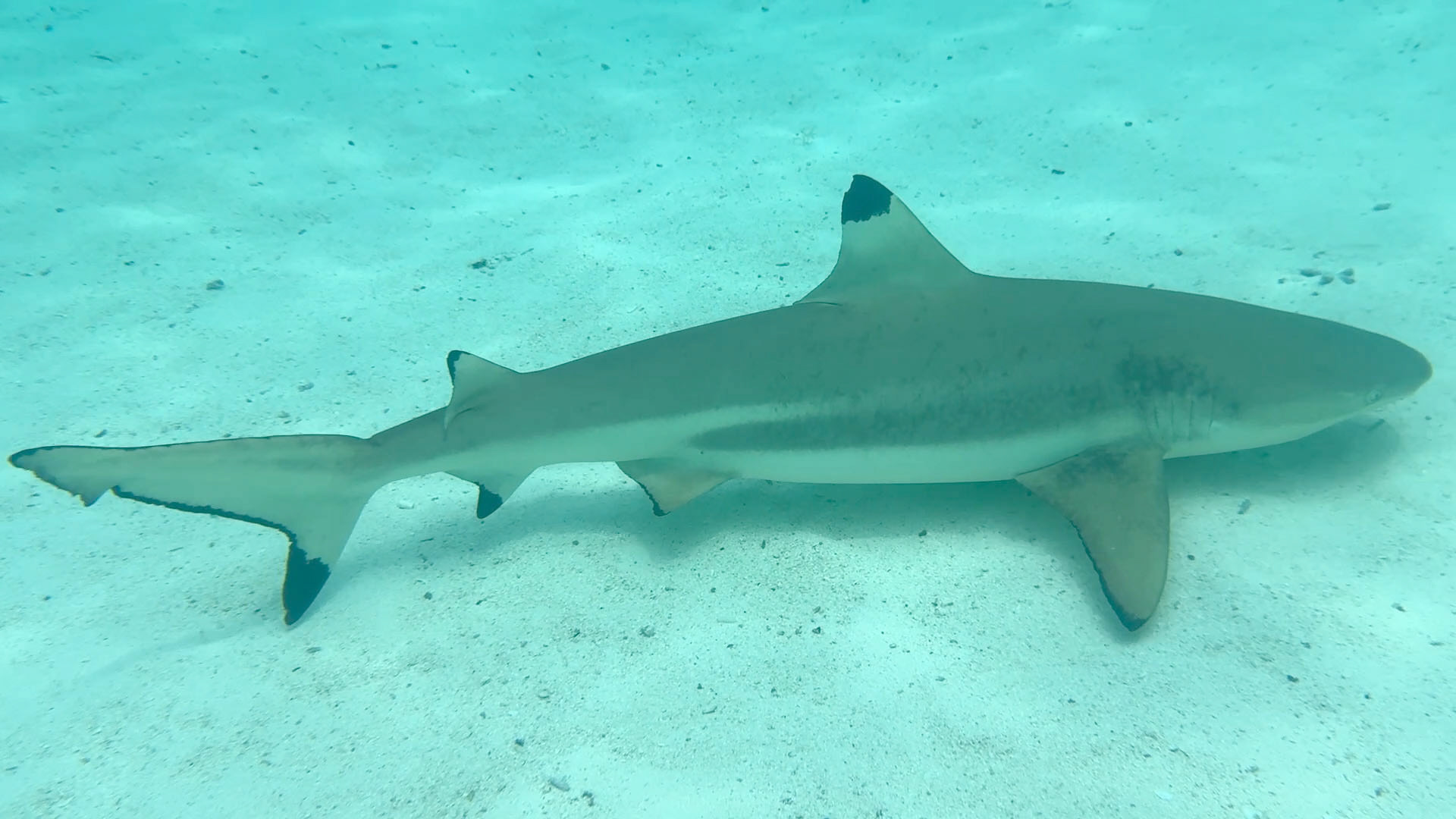 Snorkeling with Black Tip Shark