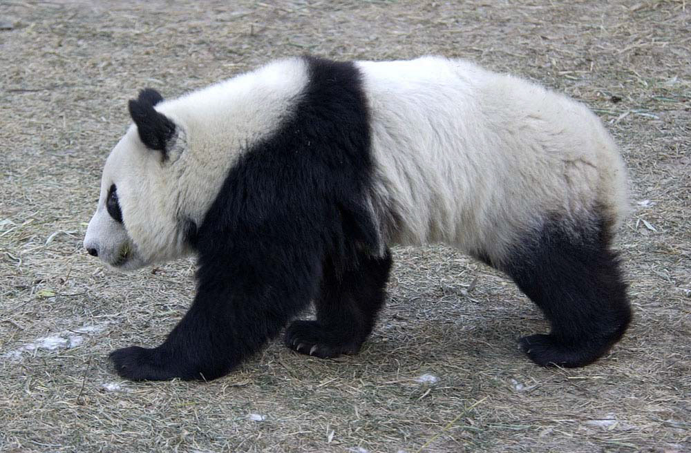prowling panda