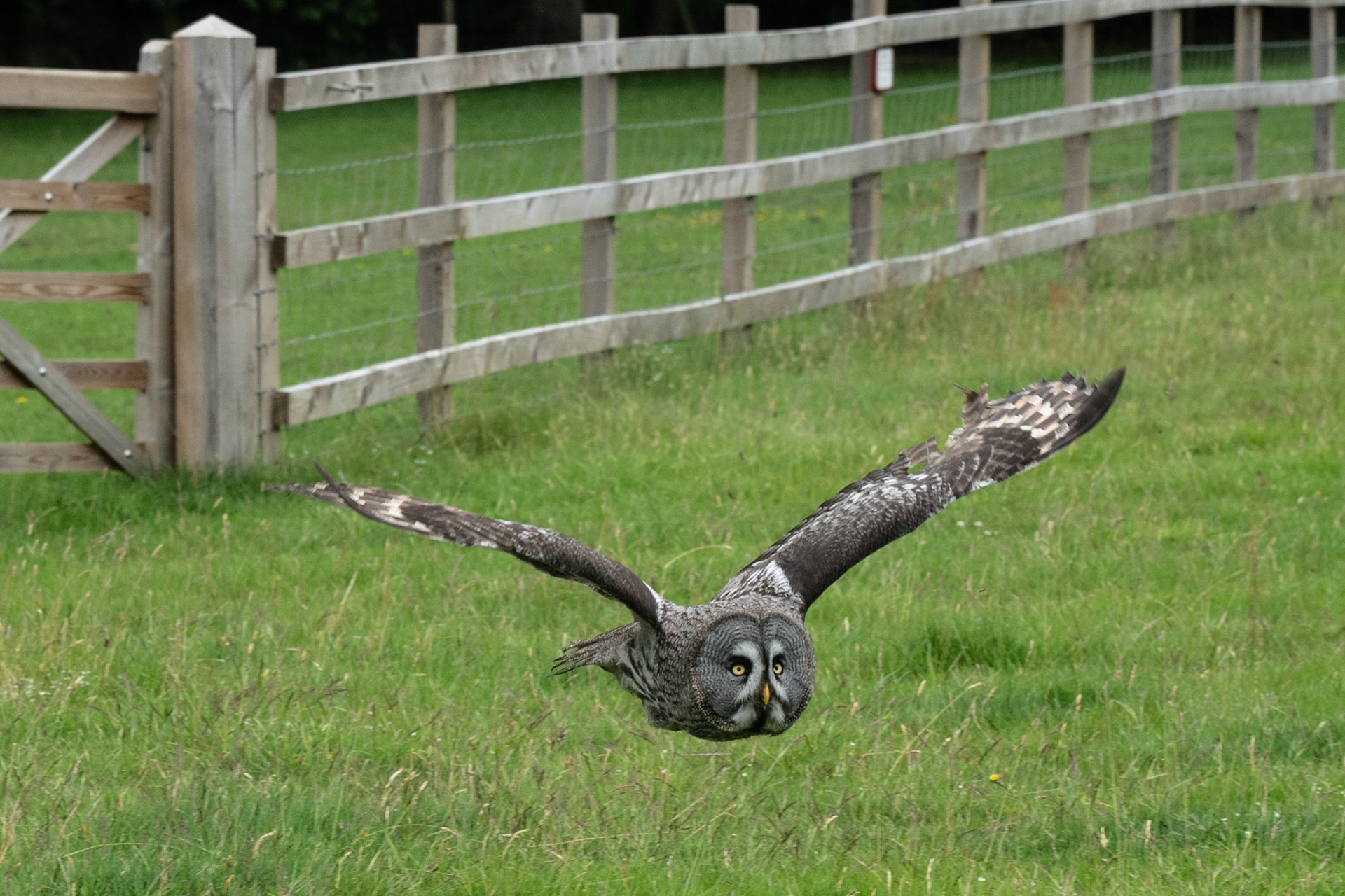 GG - the grey owl