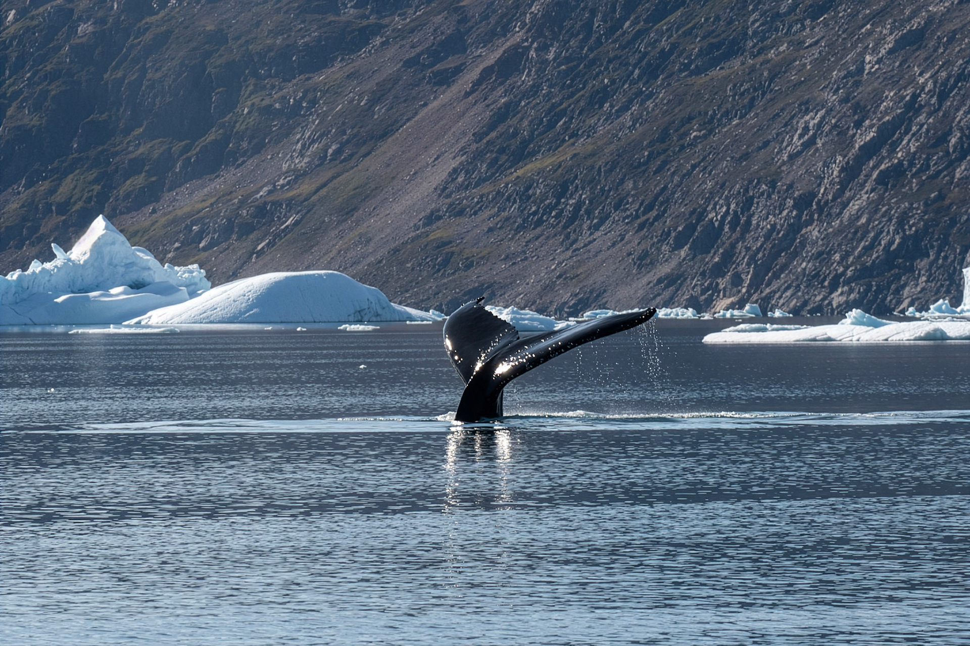 A real whale tail