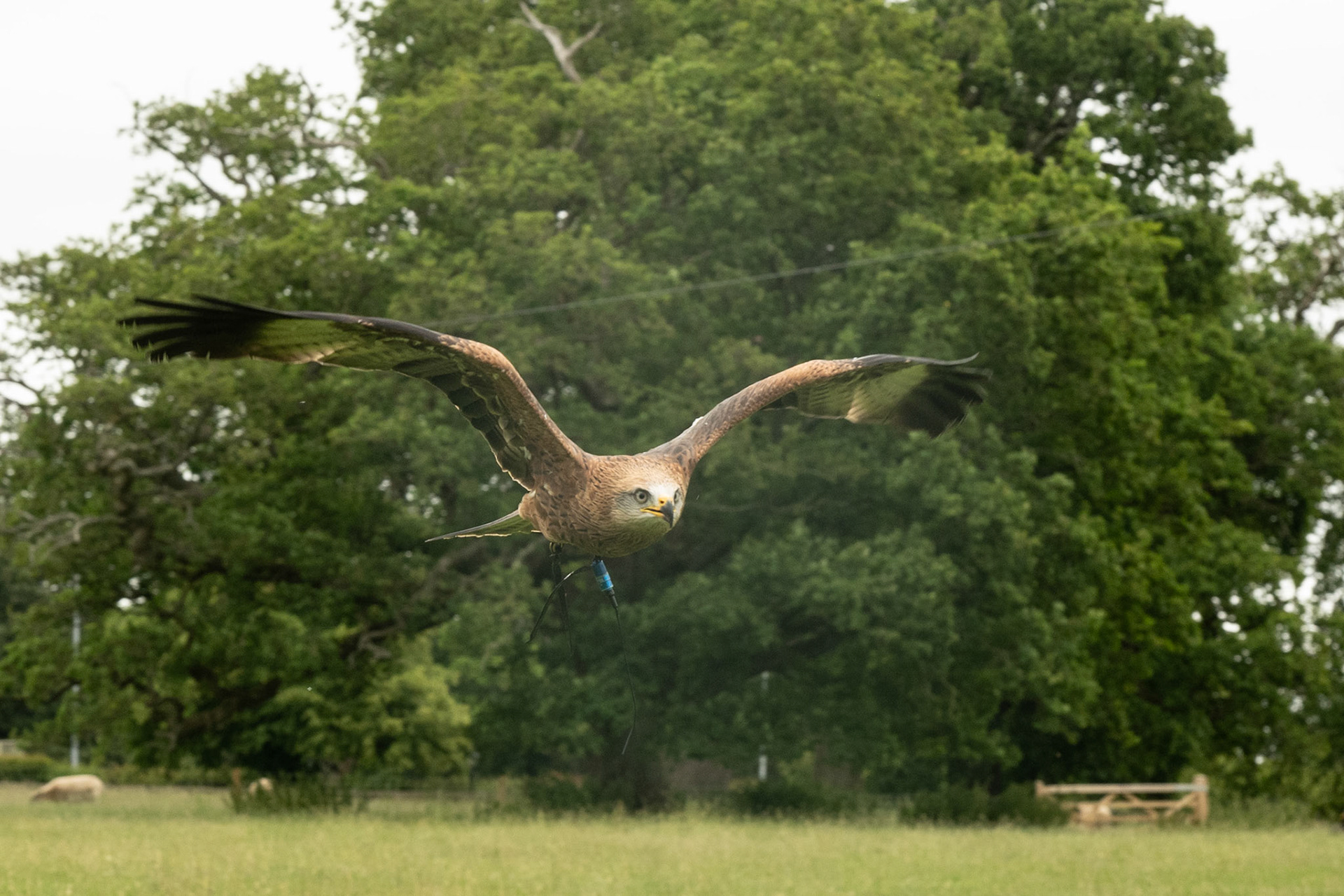 Red kite (not kyte)