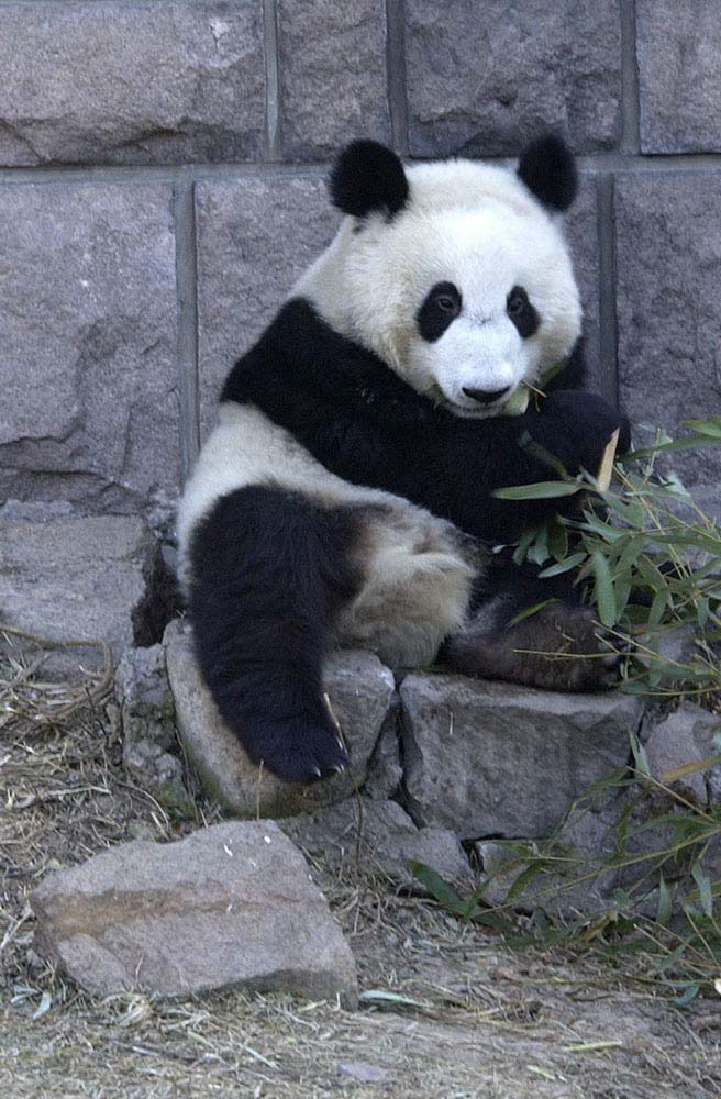 panda at lunch