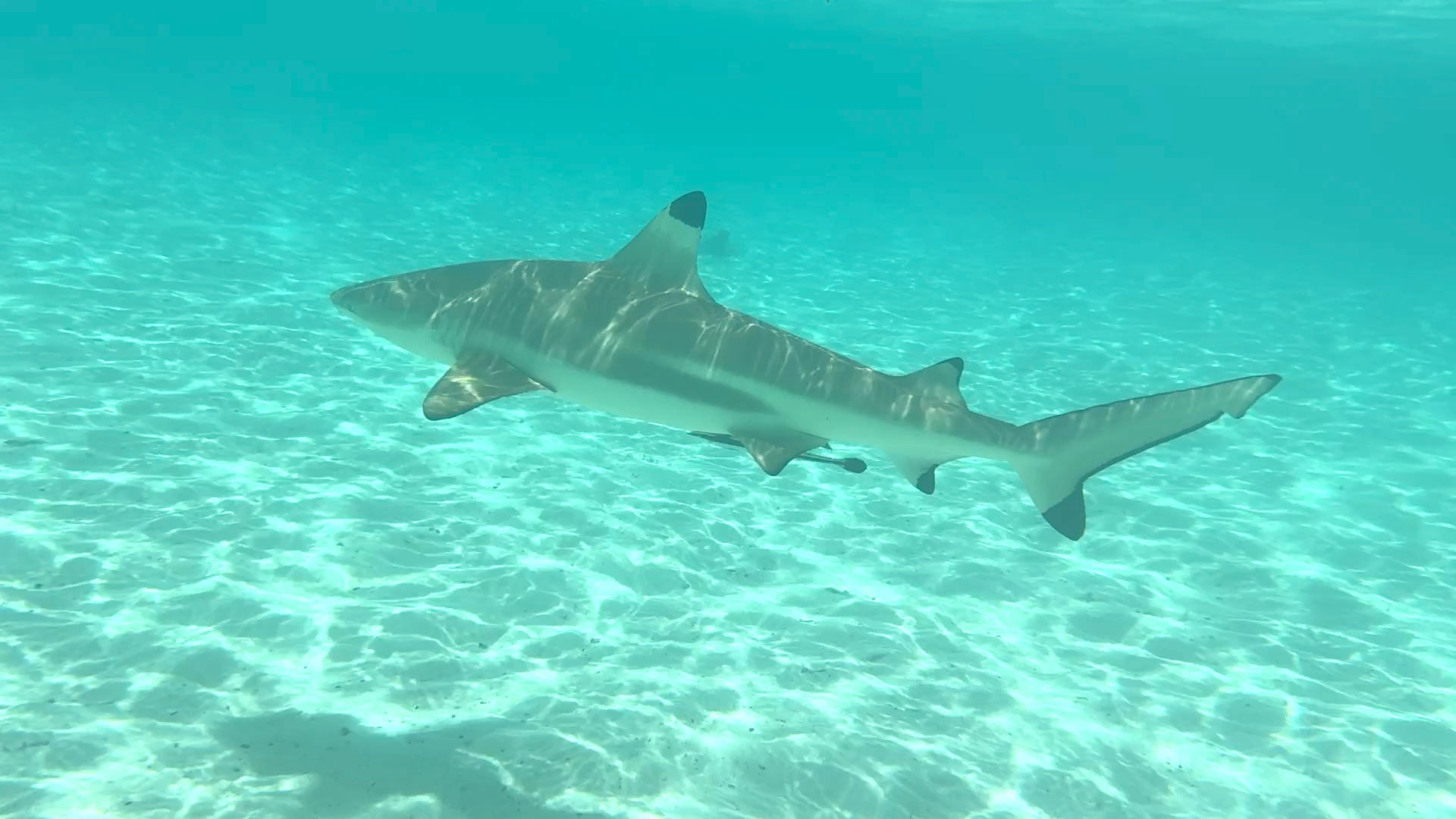 Snorkeling with Black Tip Shark