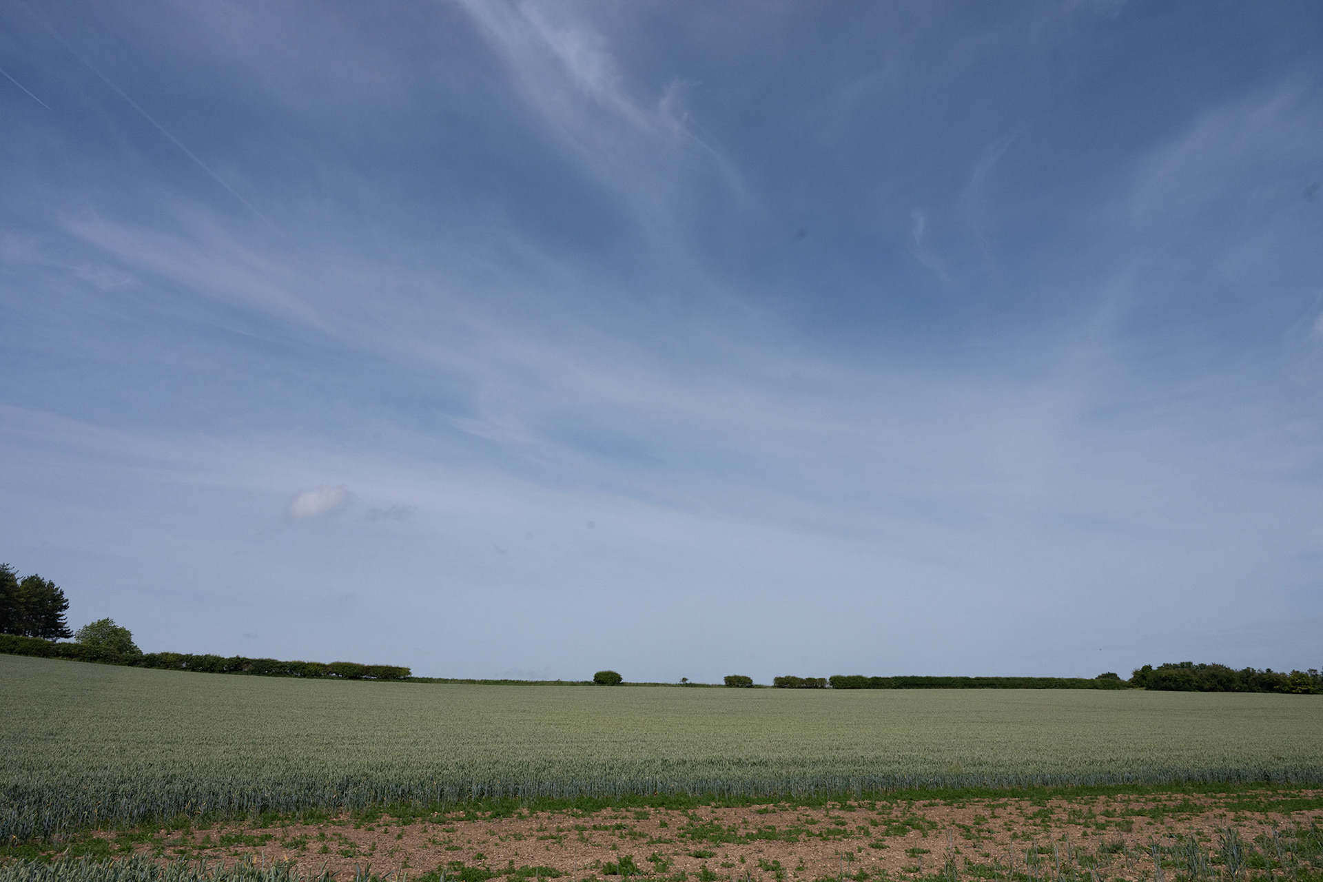 Random field we hiked through