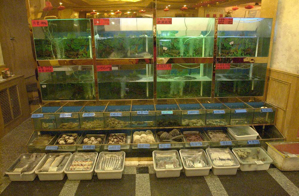 pick your fish 2