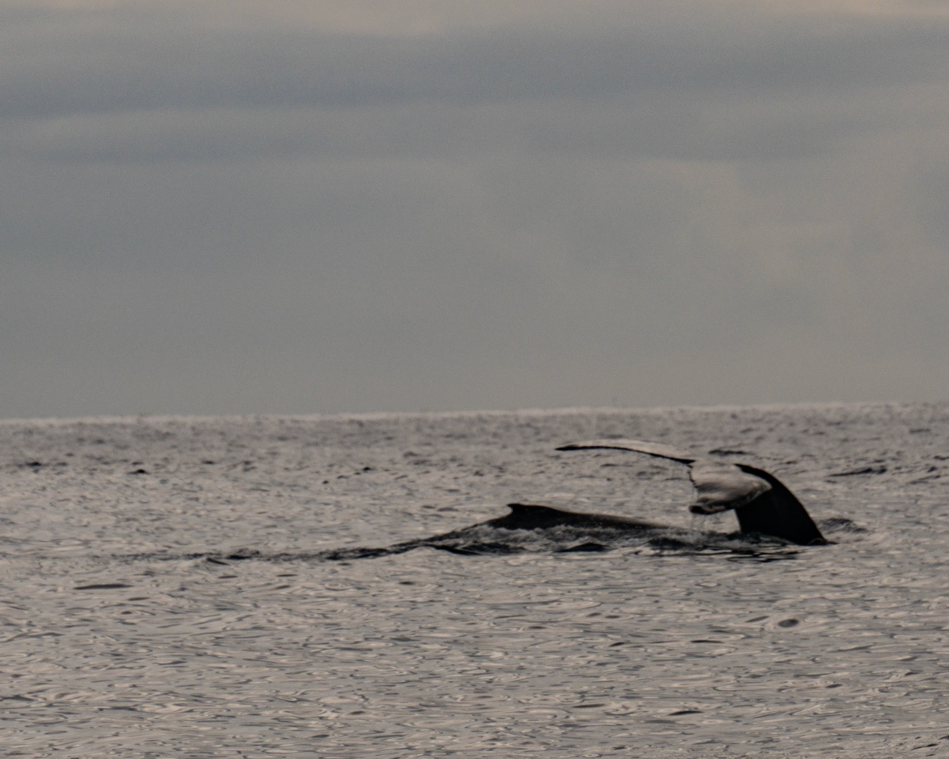 Whale tail off the coast of Tahiti