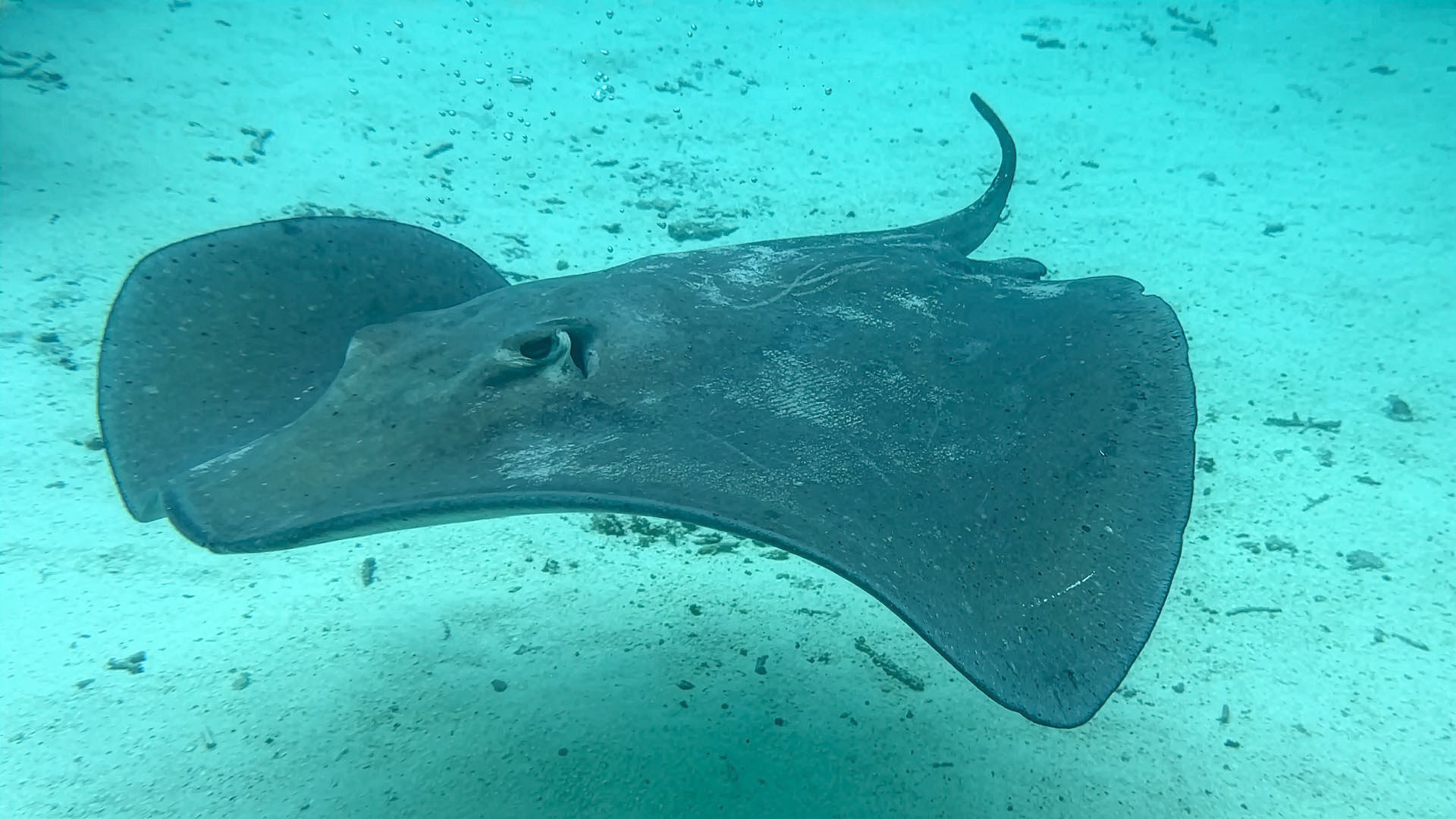 Snorkeling with Sting Ray