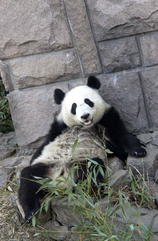 laid back panda