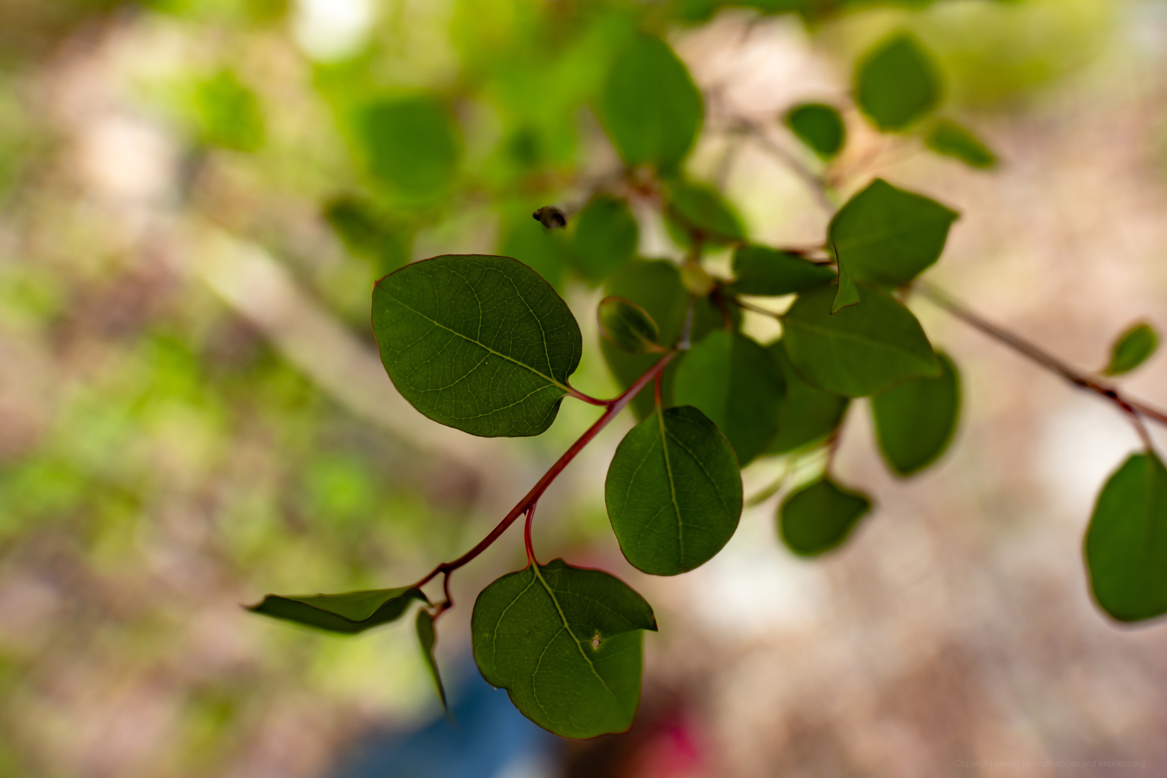 Canon EOS R +  LAOWA 15mm F2 Zero-D, ISO100 F2 1/200 0EV