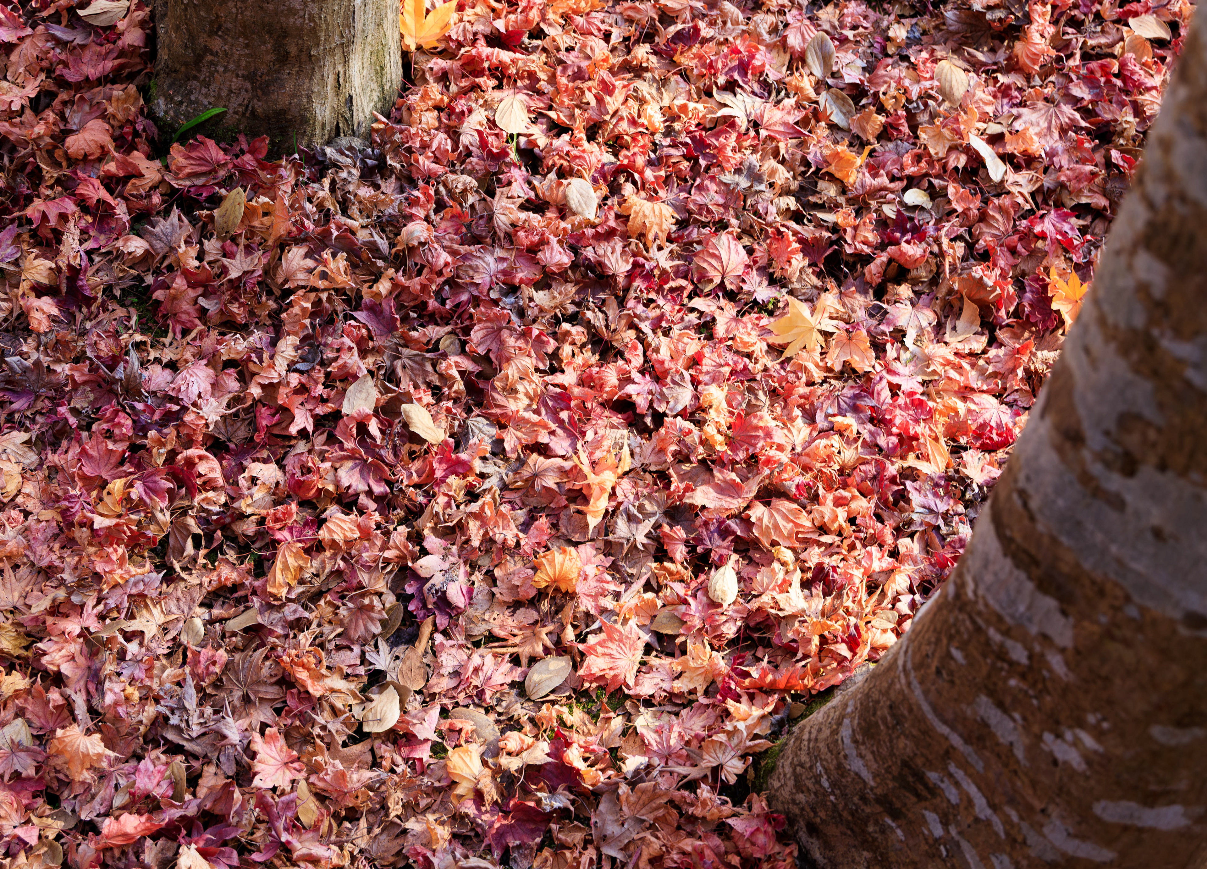 Canon EOS R +  RF24-105mm, ISO200 F5.6 1/200sec 0EV