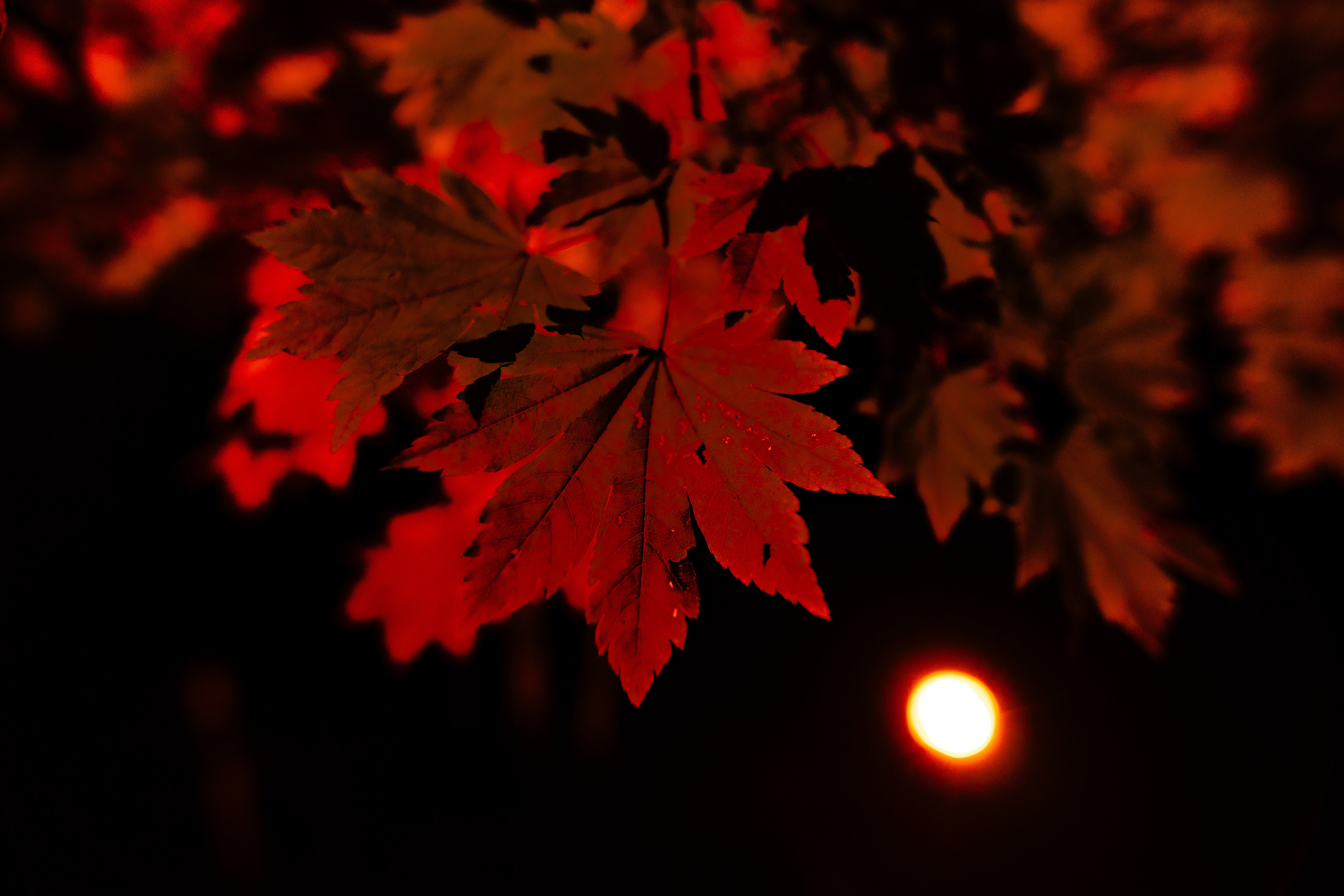 Canon EOS R +  LAOWA 15mm F2 Zero-D, ISO800 1/60 0EV