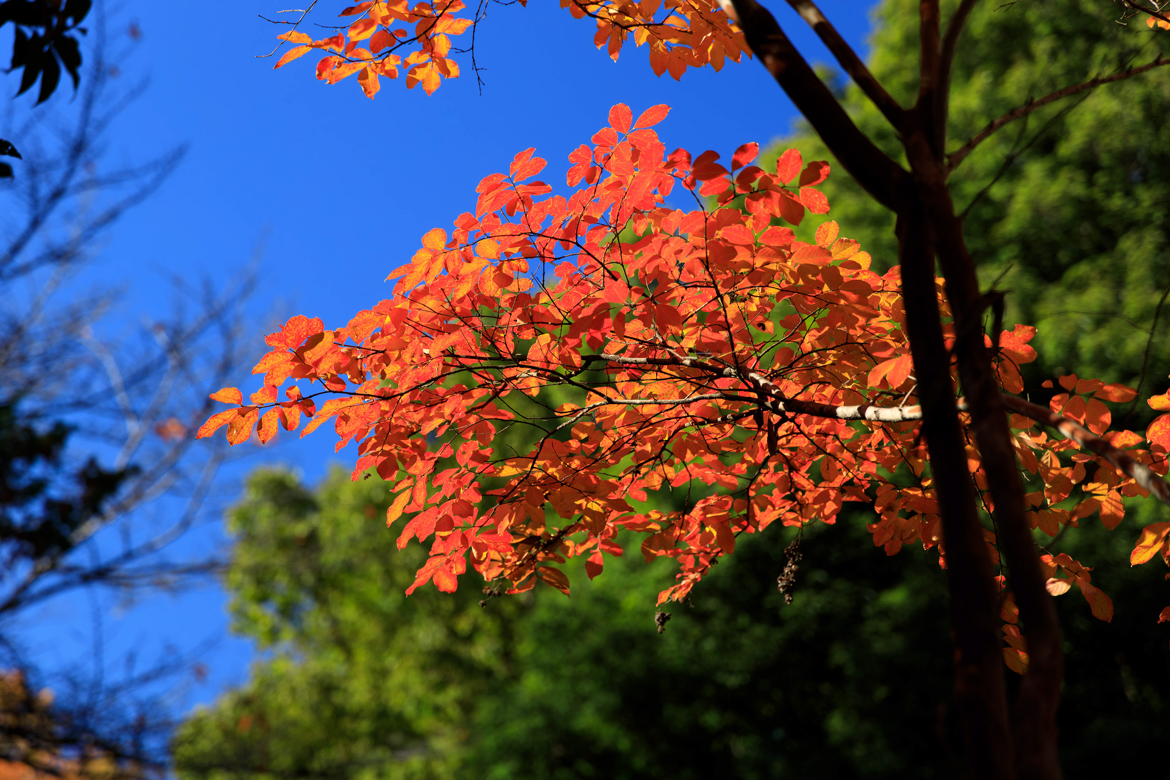 Canon EOS R +  RF24-105mm, ISO200 F4 1/320sec 0EV