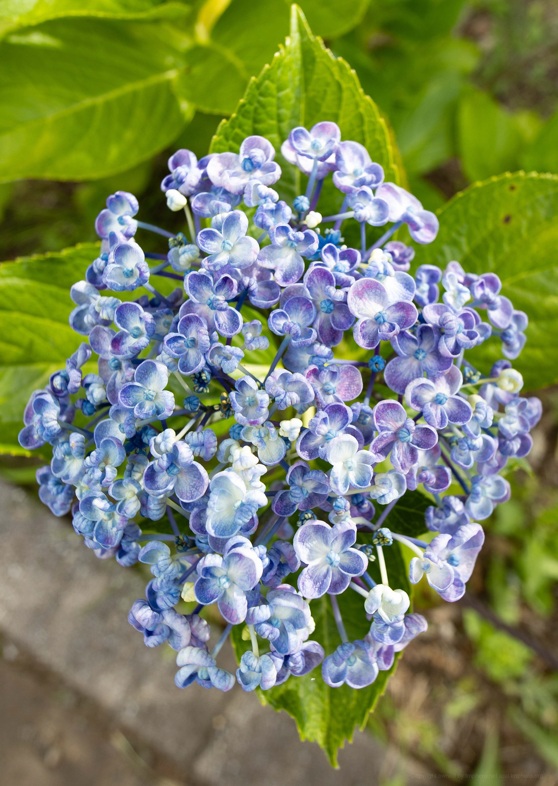 Canon R + LAOWA 15mm F2 Zero-D, ISO100 F2.8 1/60 0EV