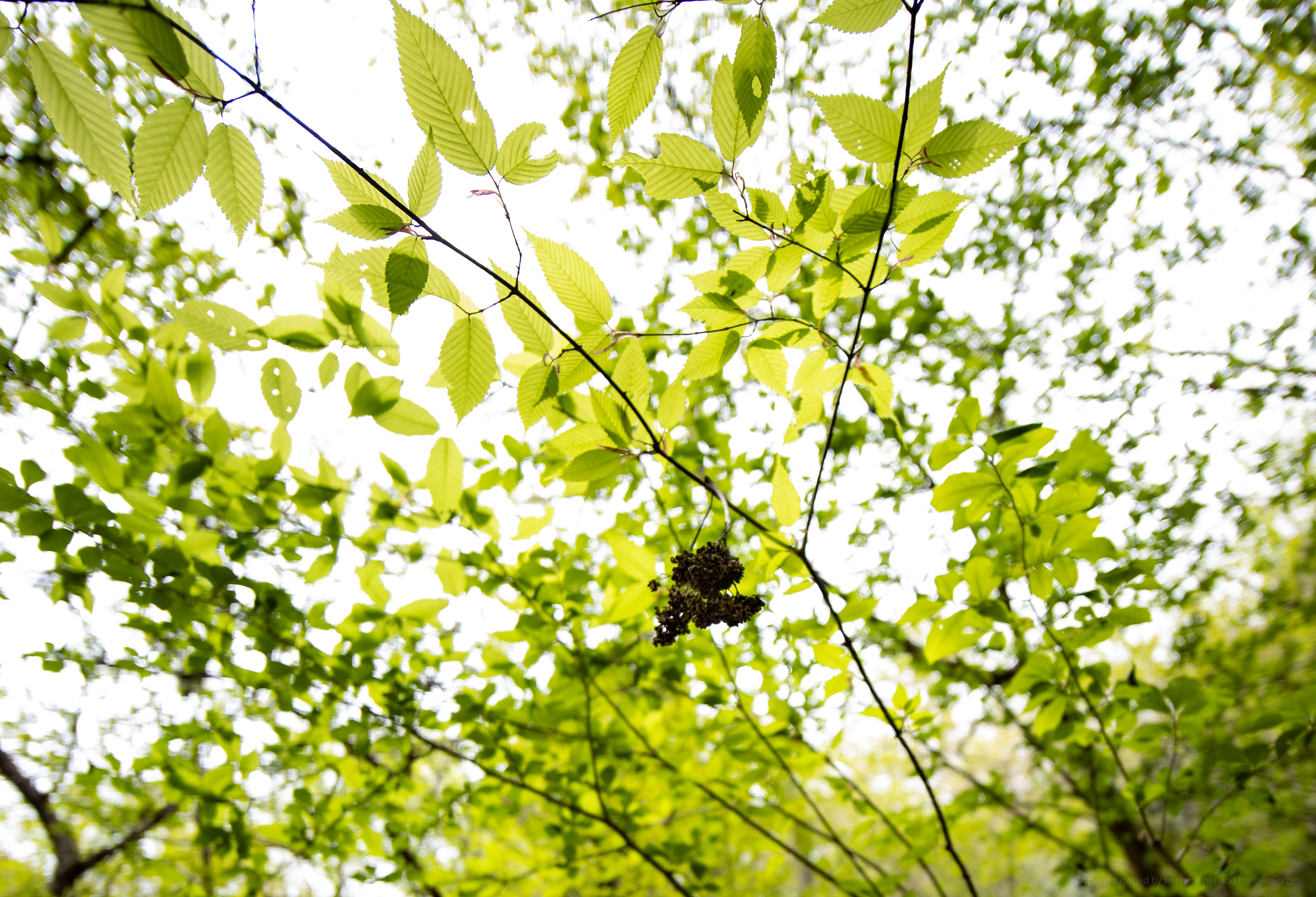 Canon EOS R +  LAOWA 15mm F2 Zero-D, ISO100 F2 1/200 0EV