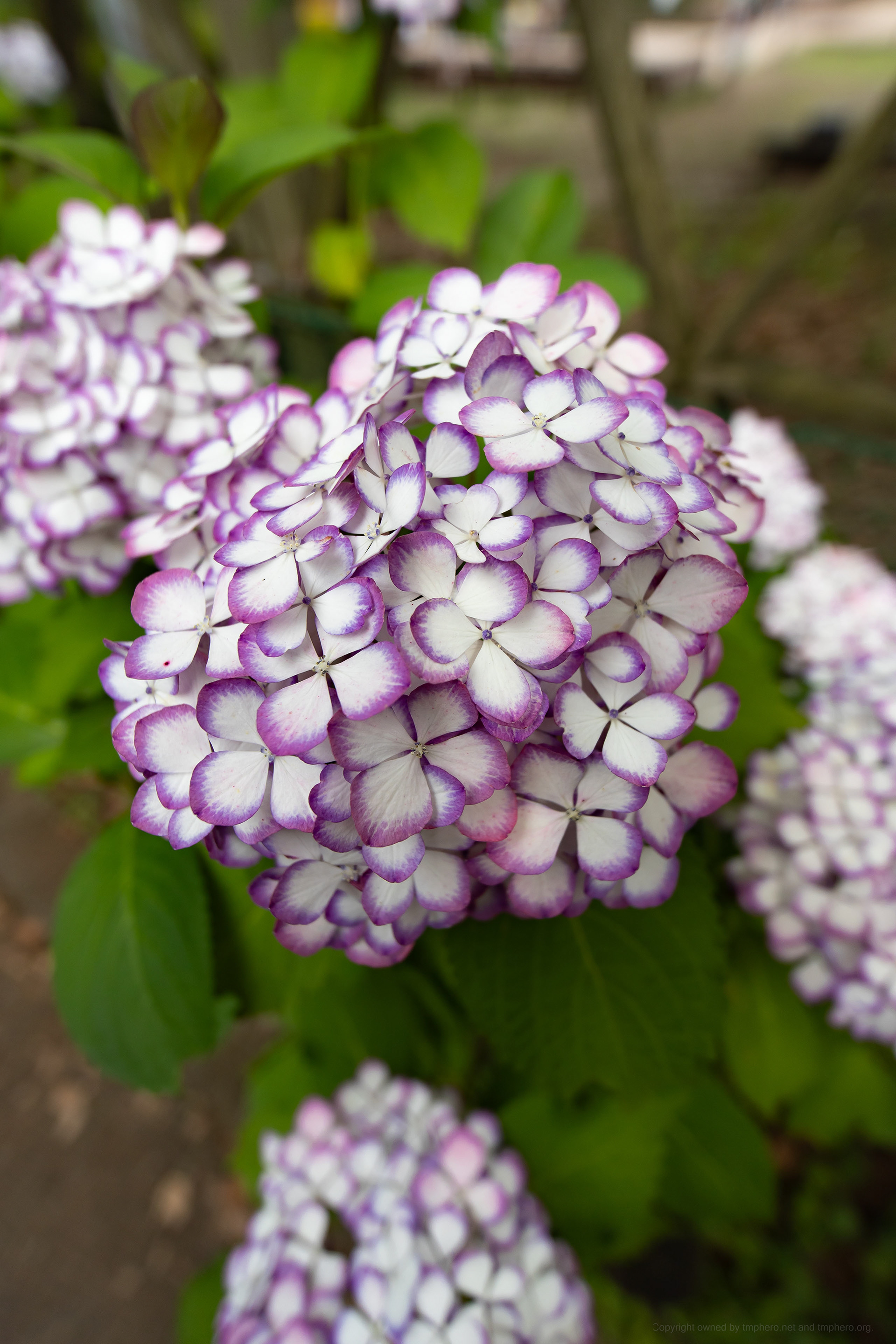 Canon R + LAOWA 15mm F2 Zero-D, ISO100 F2.8 1/250 0EV