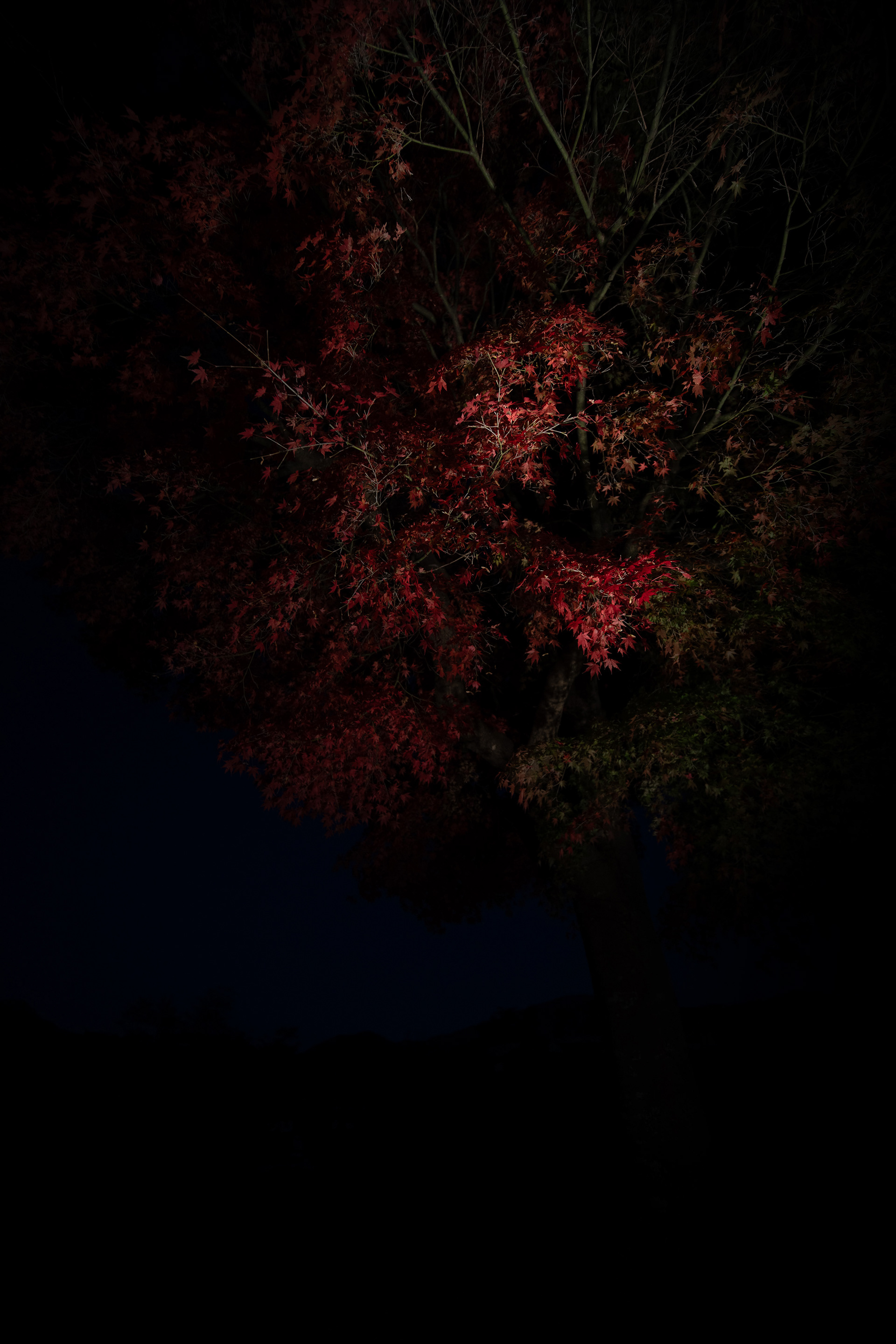 Canon EOS R +  LAOWA 15mm F2 Zero-D, ISO400 1/60 0EV