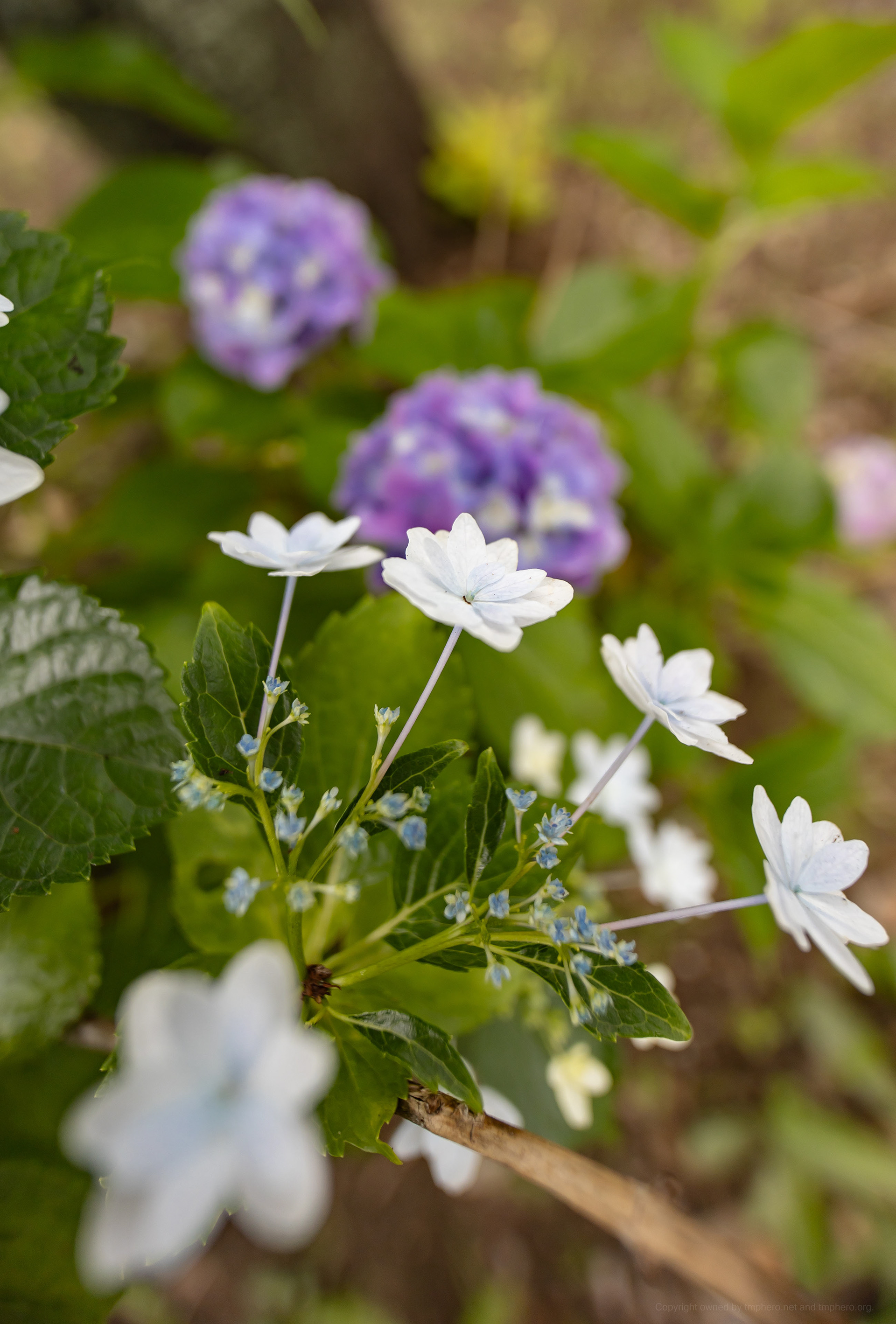 Canon R + LAOWA 15mm F2 Zero-D, ISO100 F2.8 1/100 0EV