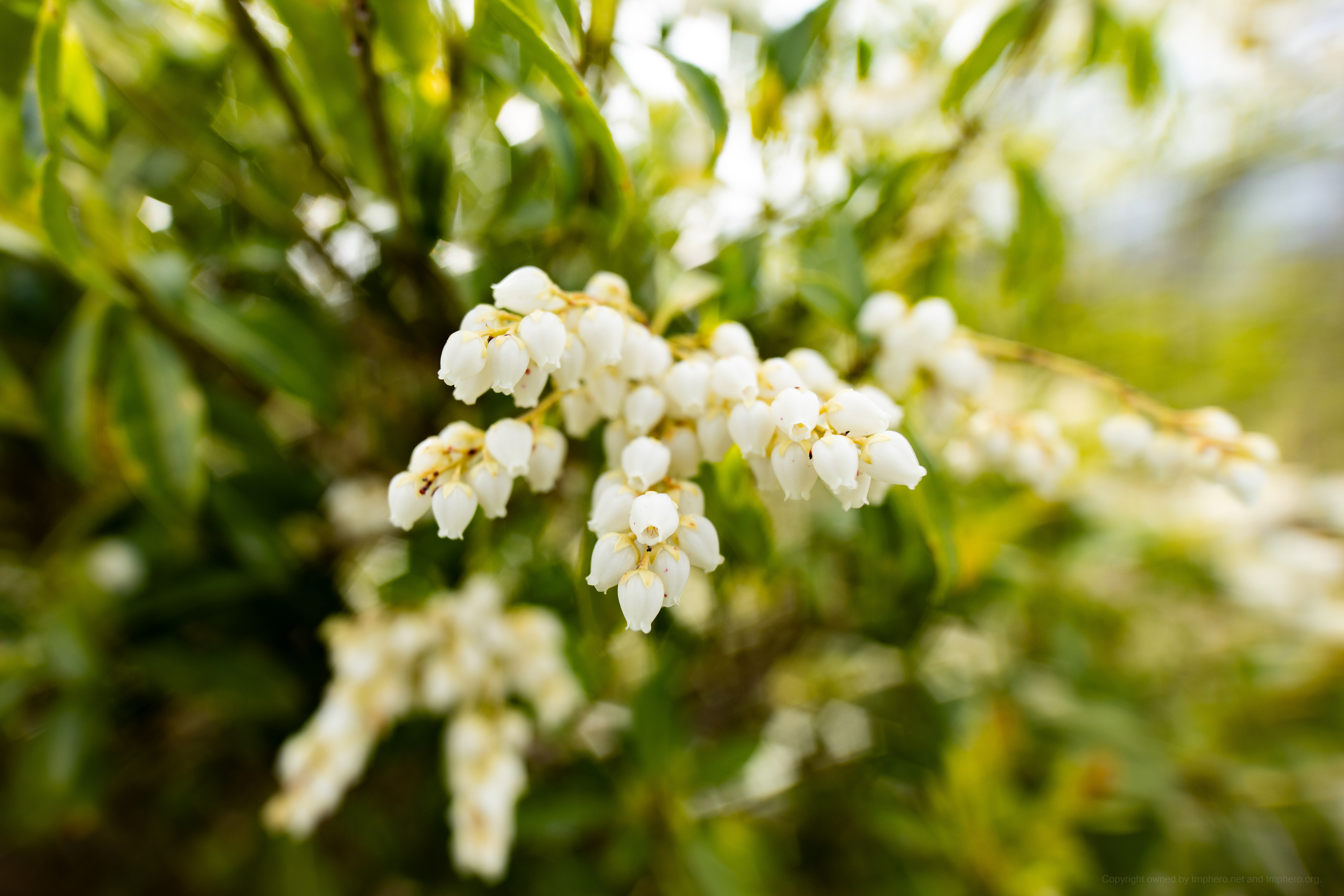 Canon EOS R +  LAOWA 15mm F2 Zero-D, ISO100 F2 1/250 0EV