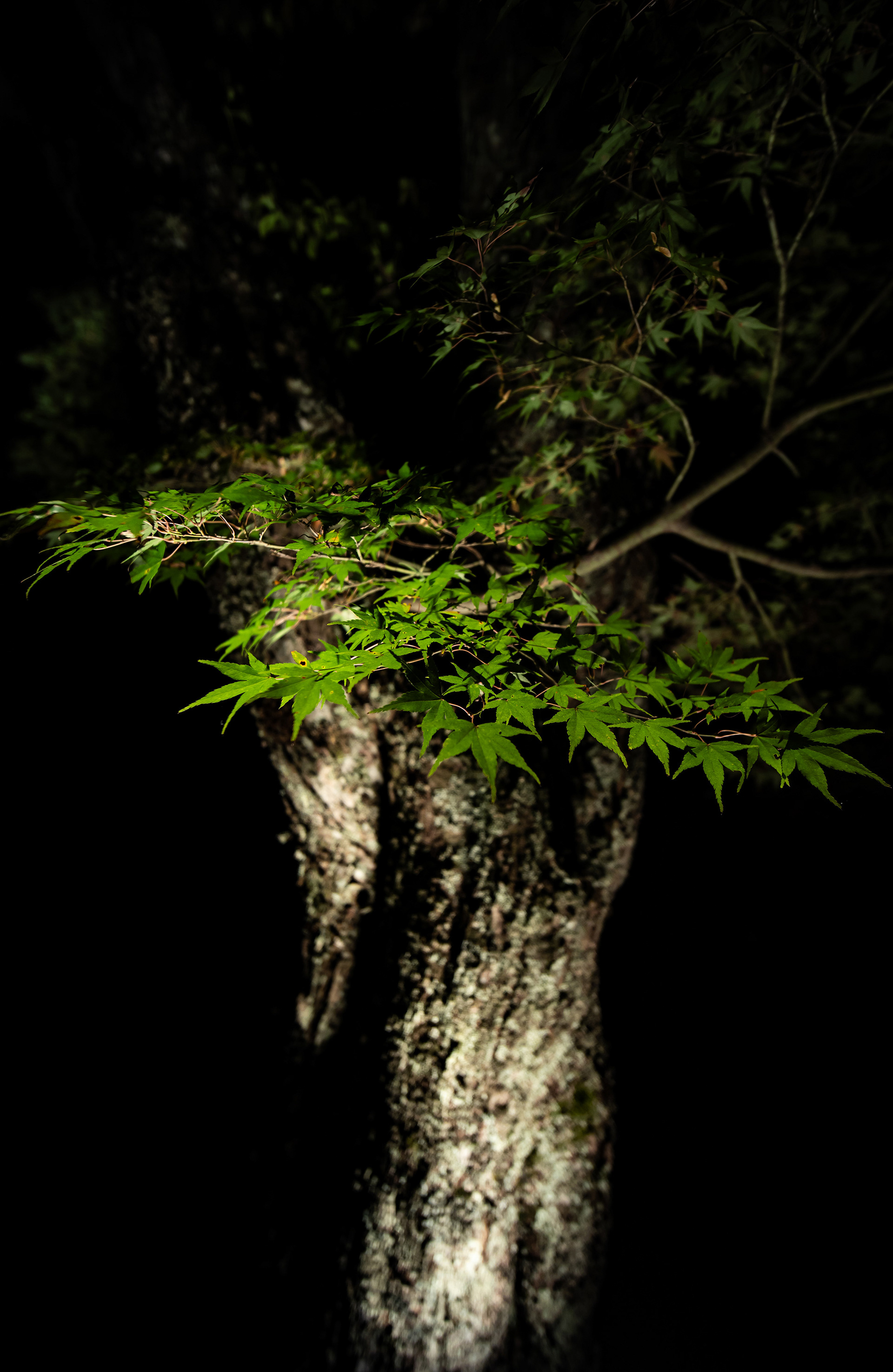 Canon EOS R +  LAOWA 15mm F2 Zero-D, ISO400 1/60 0EV