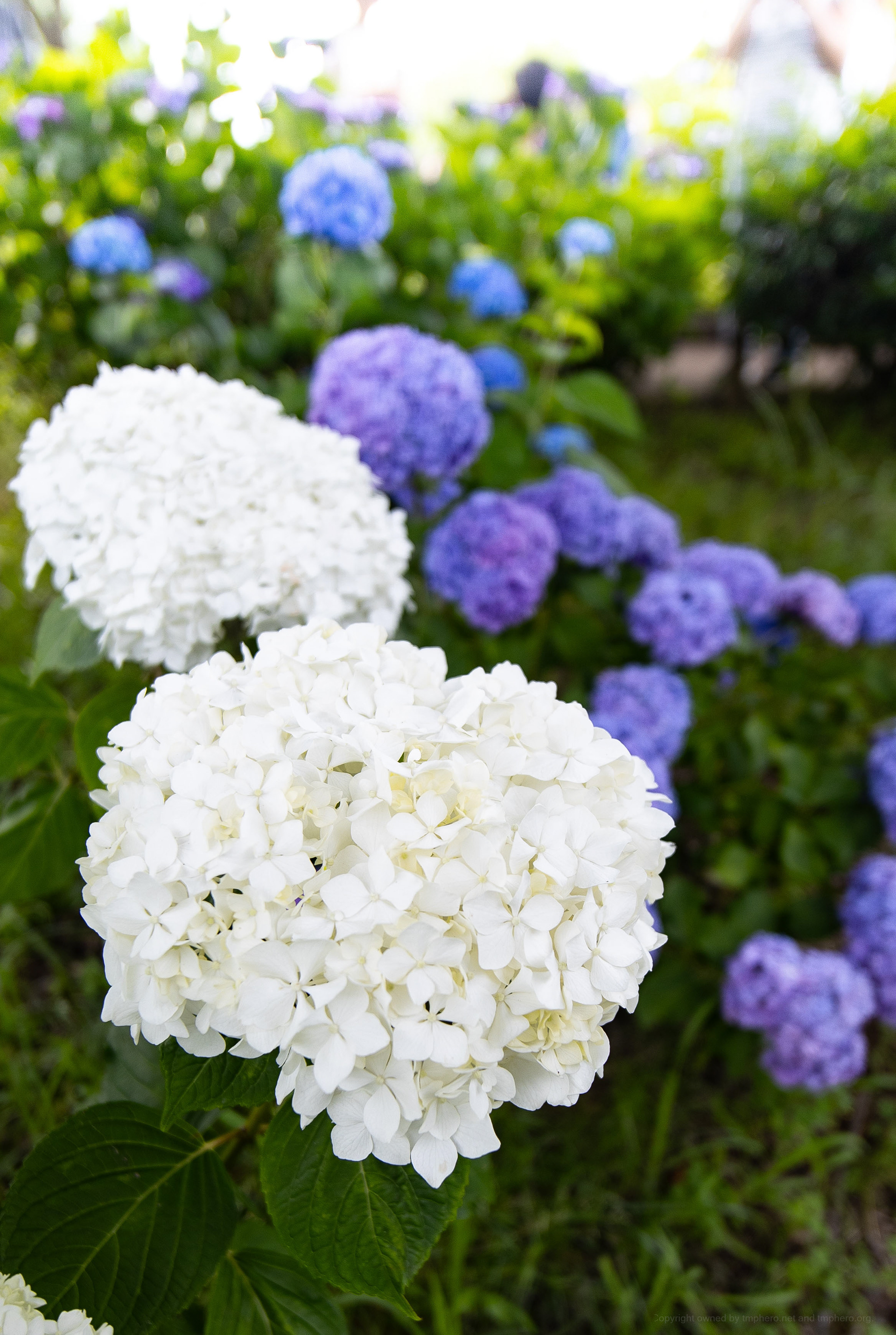 Canon R + LAOWA 15mm F2 Zero-D, ISO100 F2.8 1/200 0EV