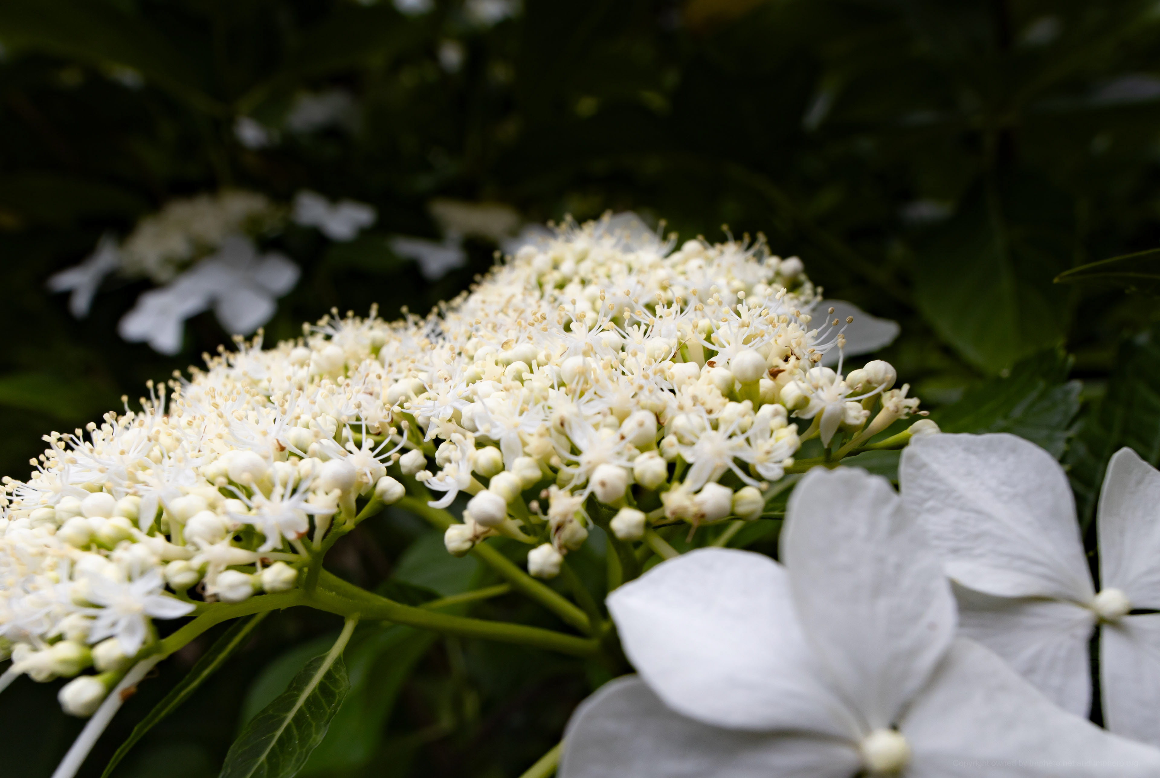 Canon R + LAOWA 15mm F2 Zero-D, ISO100 F2.8 1/250 0EV