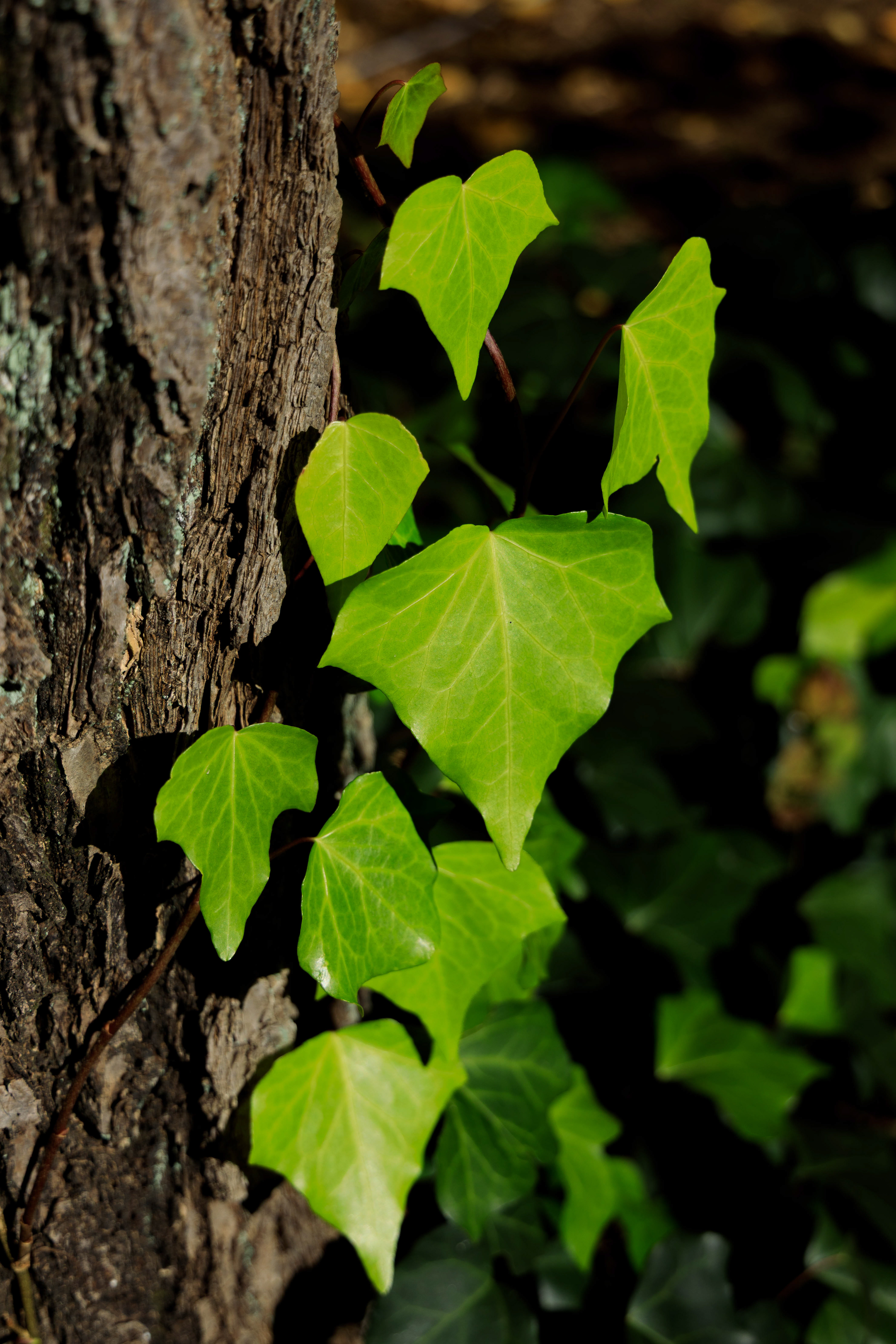 Canon EOS R +  RF24-105mm, ISO100 F4 1/640sec 0EV