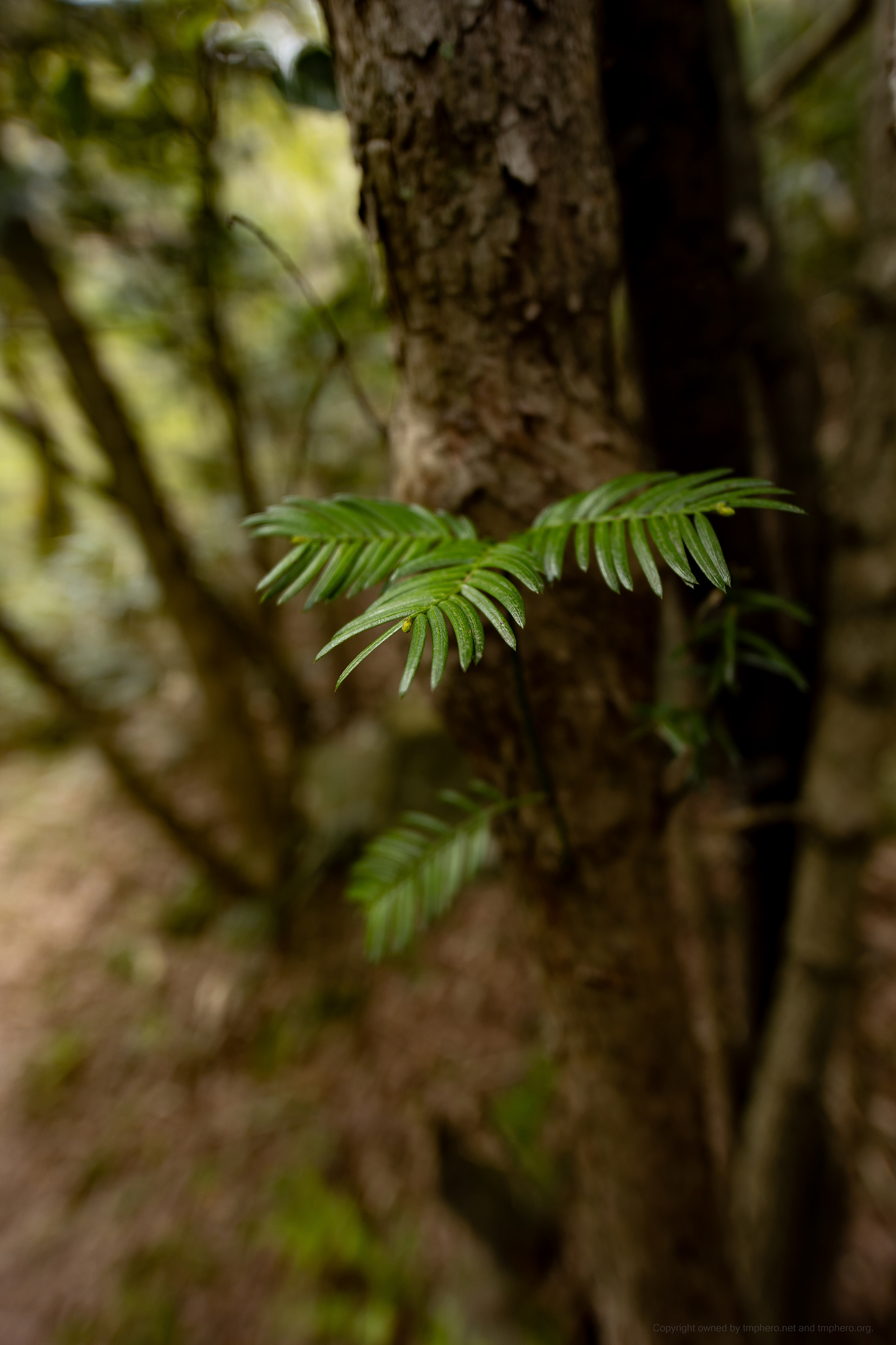 Canon EOS R +  LAOWA 15mm F2 Zero-D, ISO100 F2 1/200 0EV