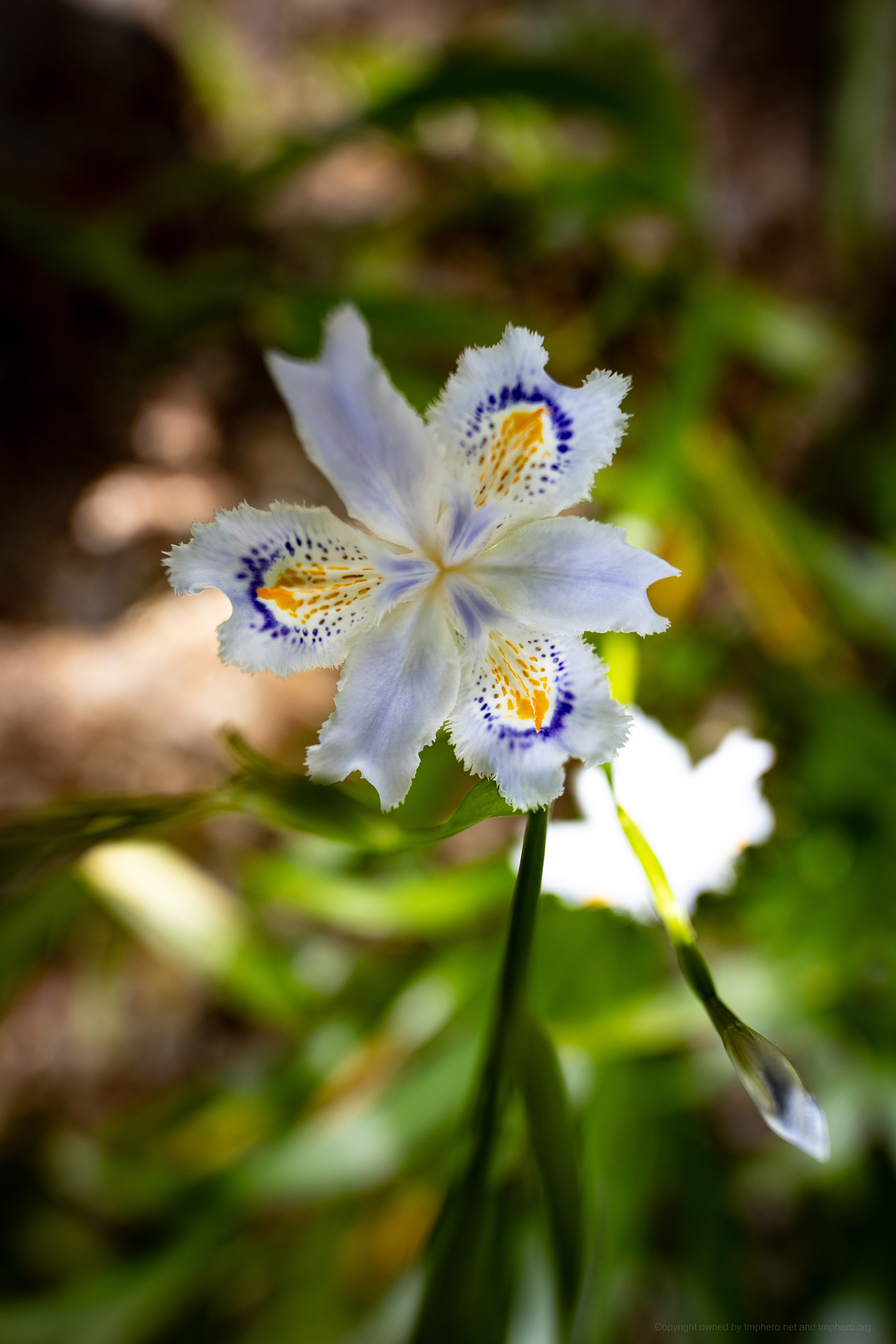 Canon EOS R +  LAOWA 15mm F2 Zero-D, ISO100 F2 1/320 0EV