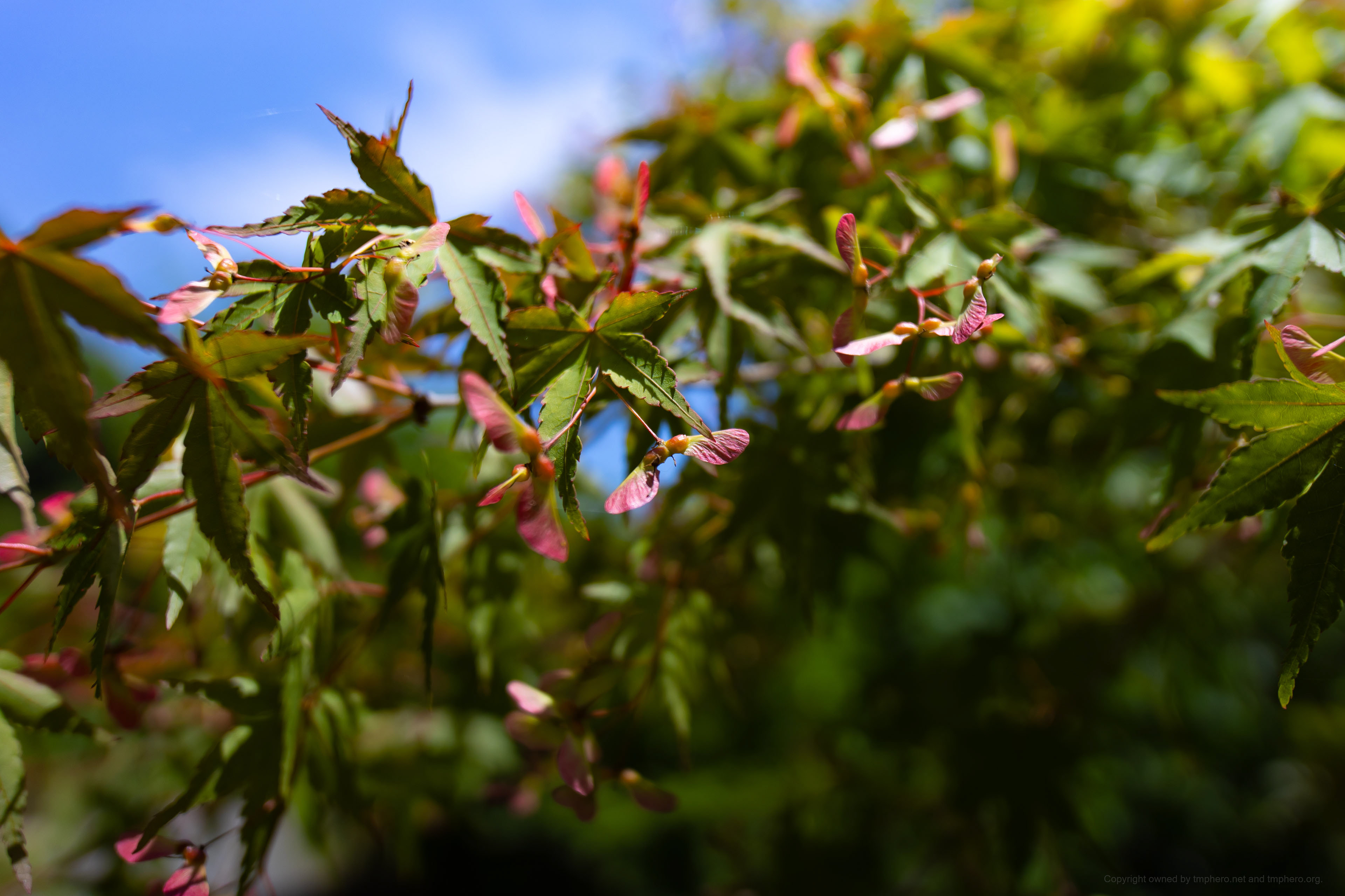 Canon R + LAOWA 15mm F2 Zero-D, ISO100 1/3200 0EV
