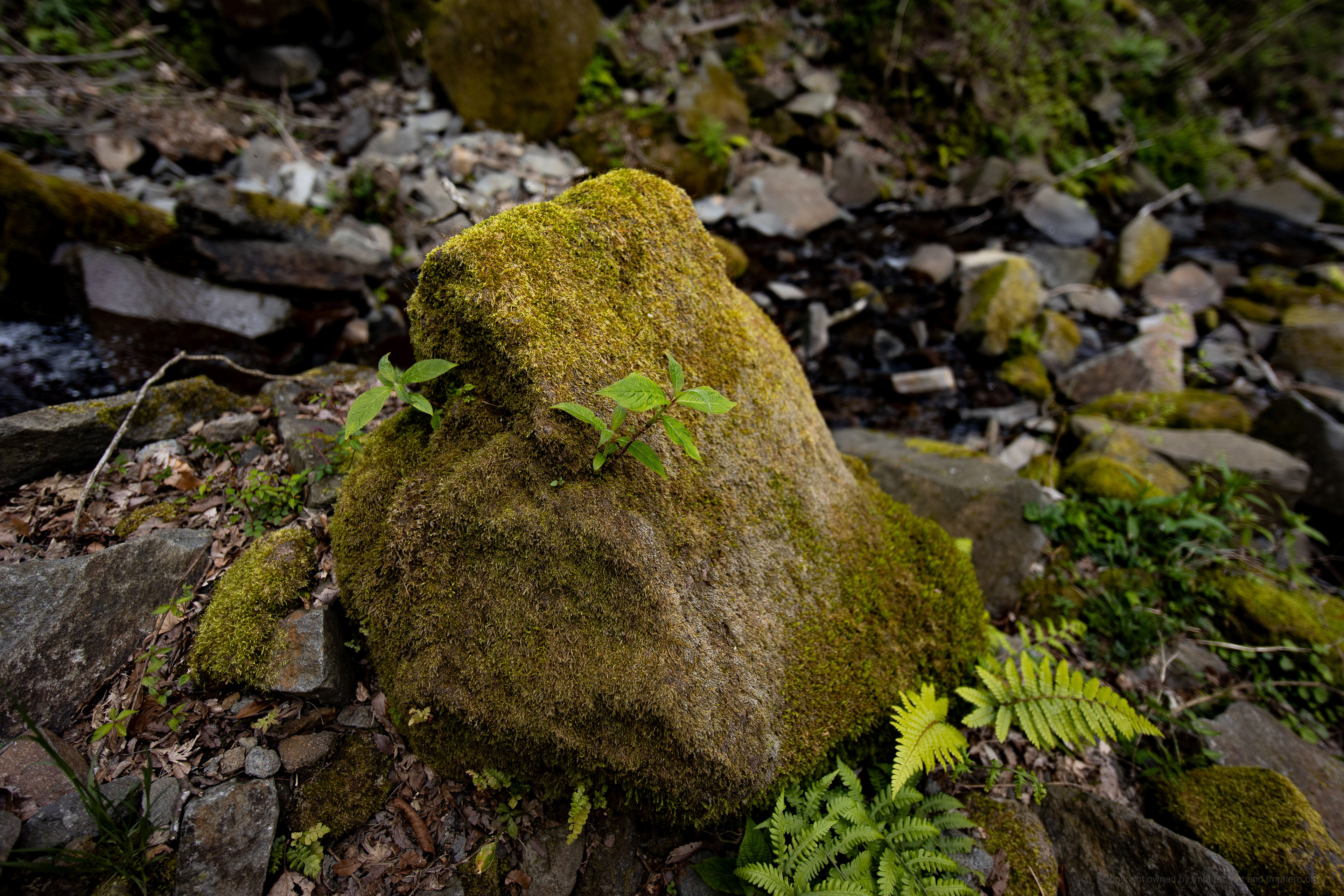 Canon EOS R +  LAOWA 15mm F2 Zero-D, ISO100 F2 1/800 0EV