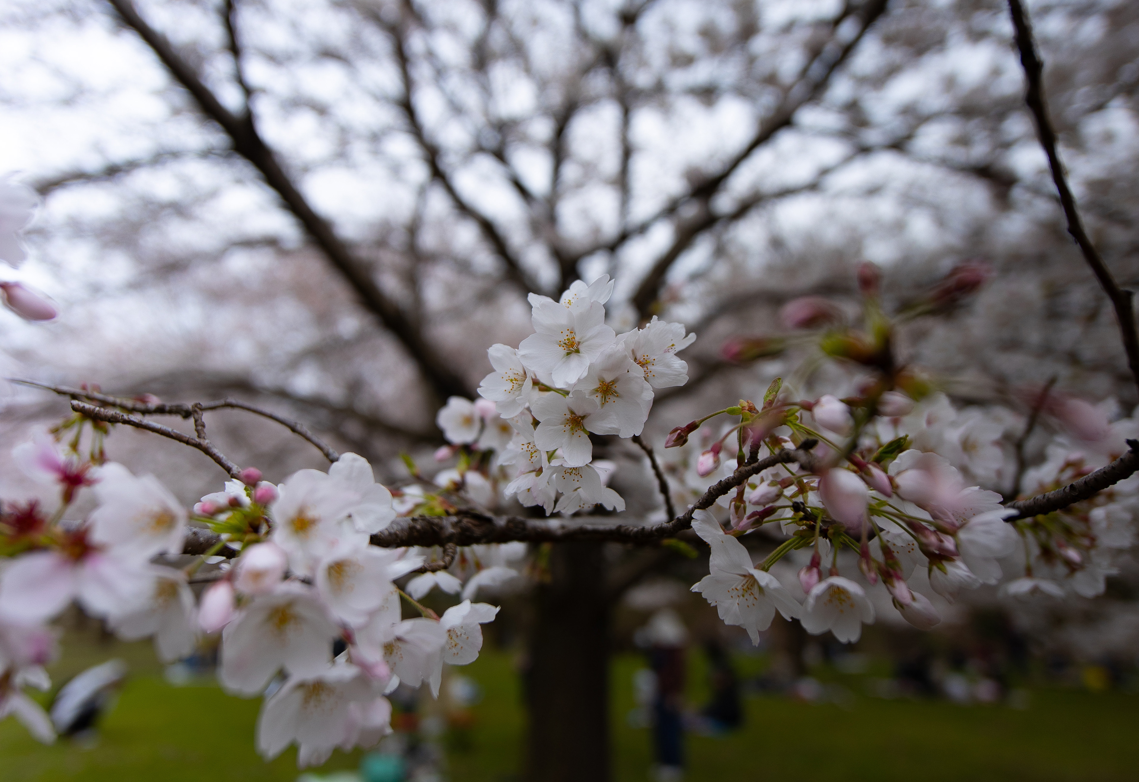 Canon EOS R +  LAOWA 15mm F2 Zero-D, ISO100 F2 1/2000 0EV
