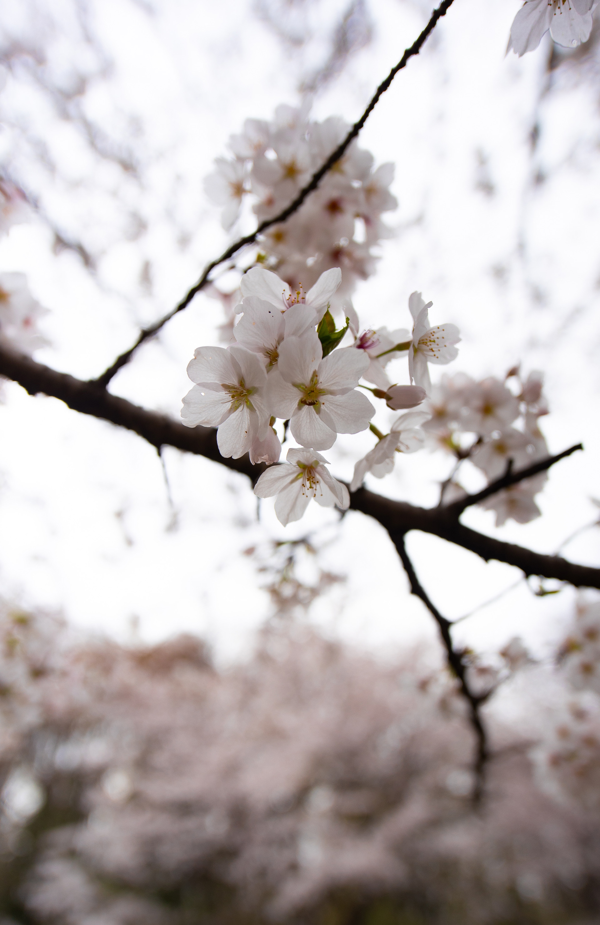 Canon EOS R +  LAOWA 15mm F2 Zero-D, ISO100 F2 1/2000 0EV