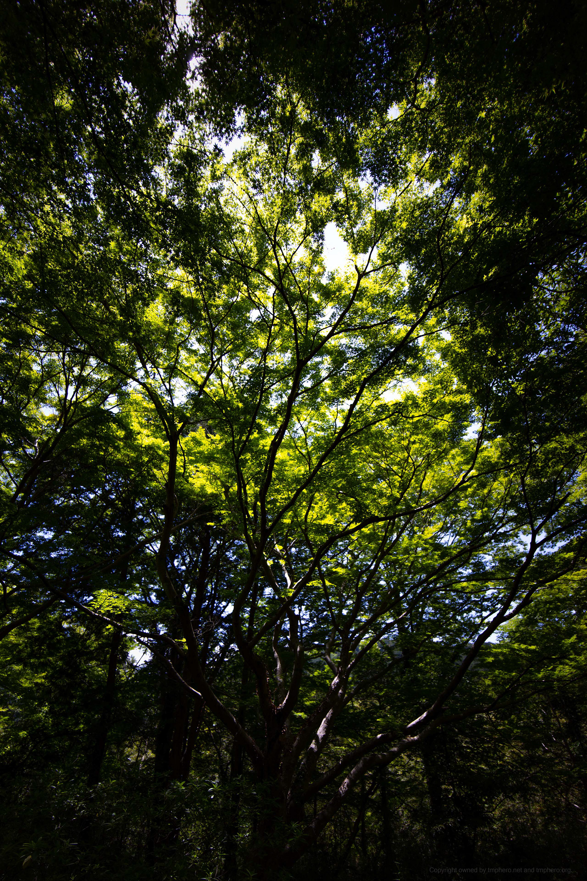 Canon R + LAOWA 15mm F2 Zero-D, ISO100 1/800 0EV