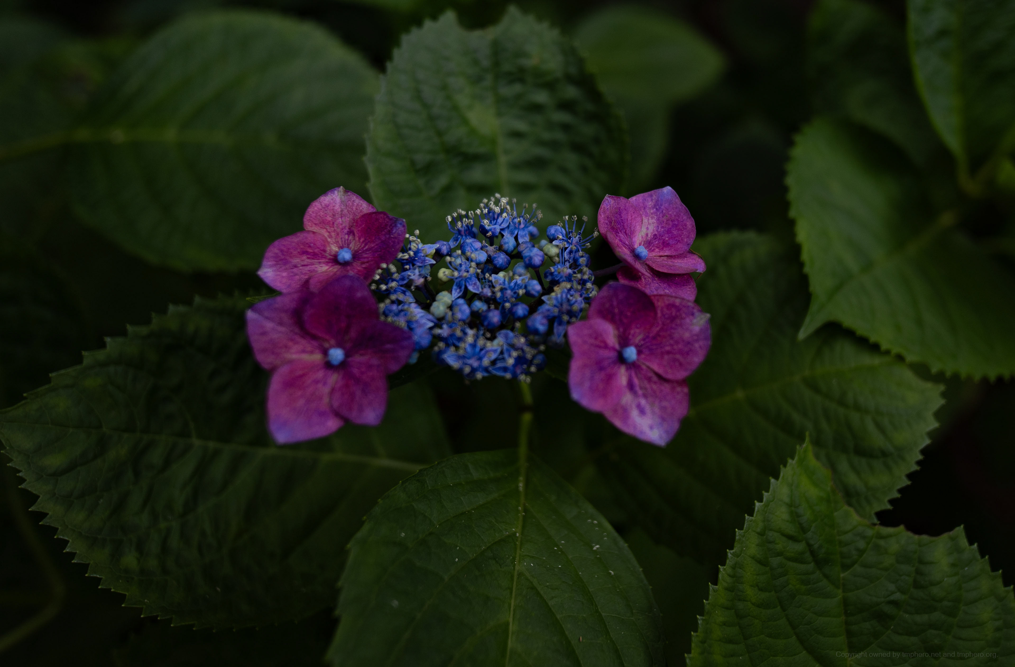 Canon R + LAOWA 15mm F2 Zero-D, ISO100 F2.8 1/100 0EV