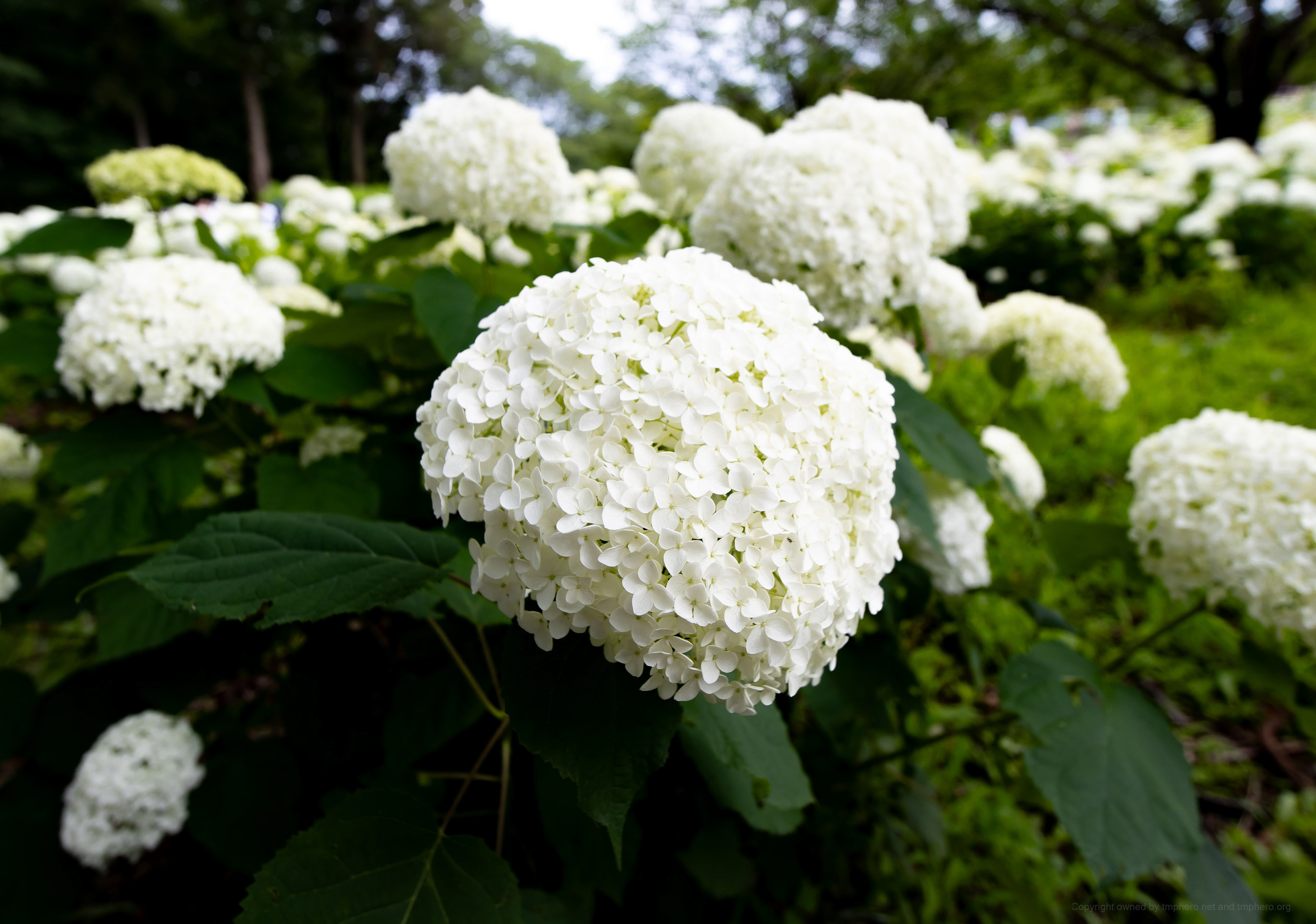 Canon R + LAOWA 15mm F2 Zero-D, ISO100 F2.8 1/50 0EV