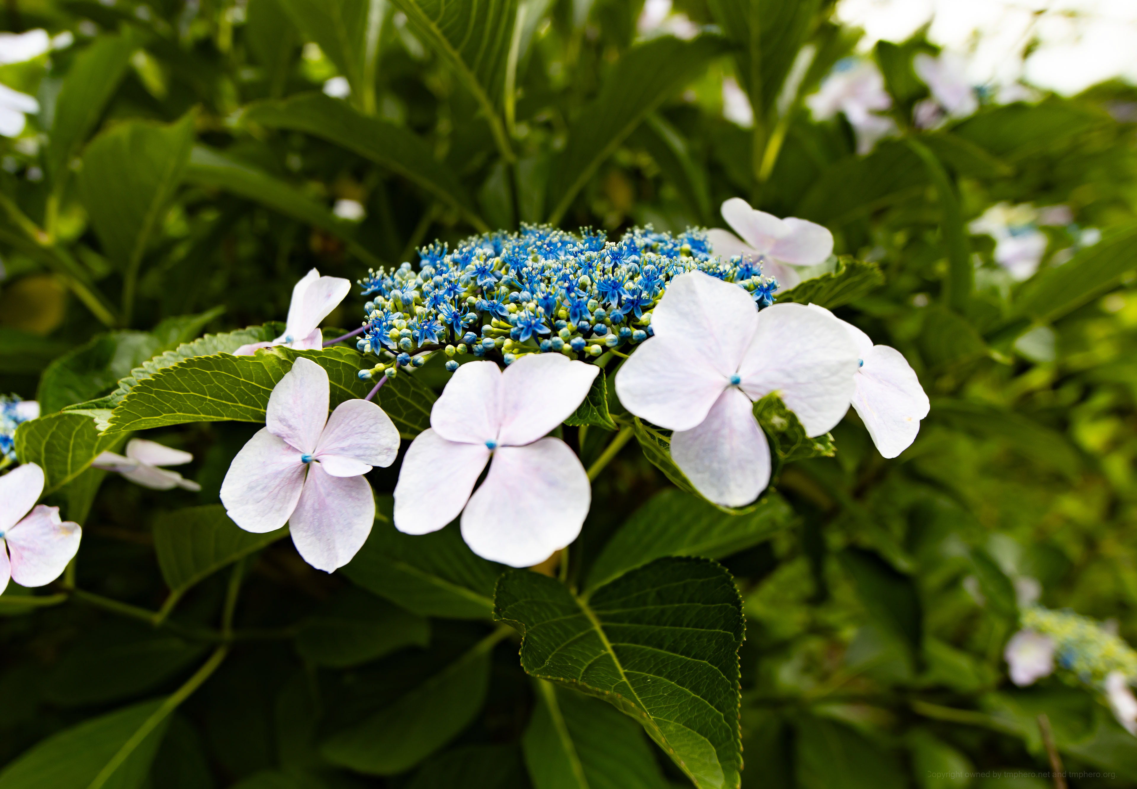 Canon R + LAOWA 15mm F2 Zero-D, ISO100 F2.8 1/250 0EV