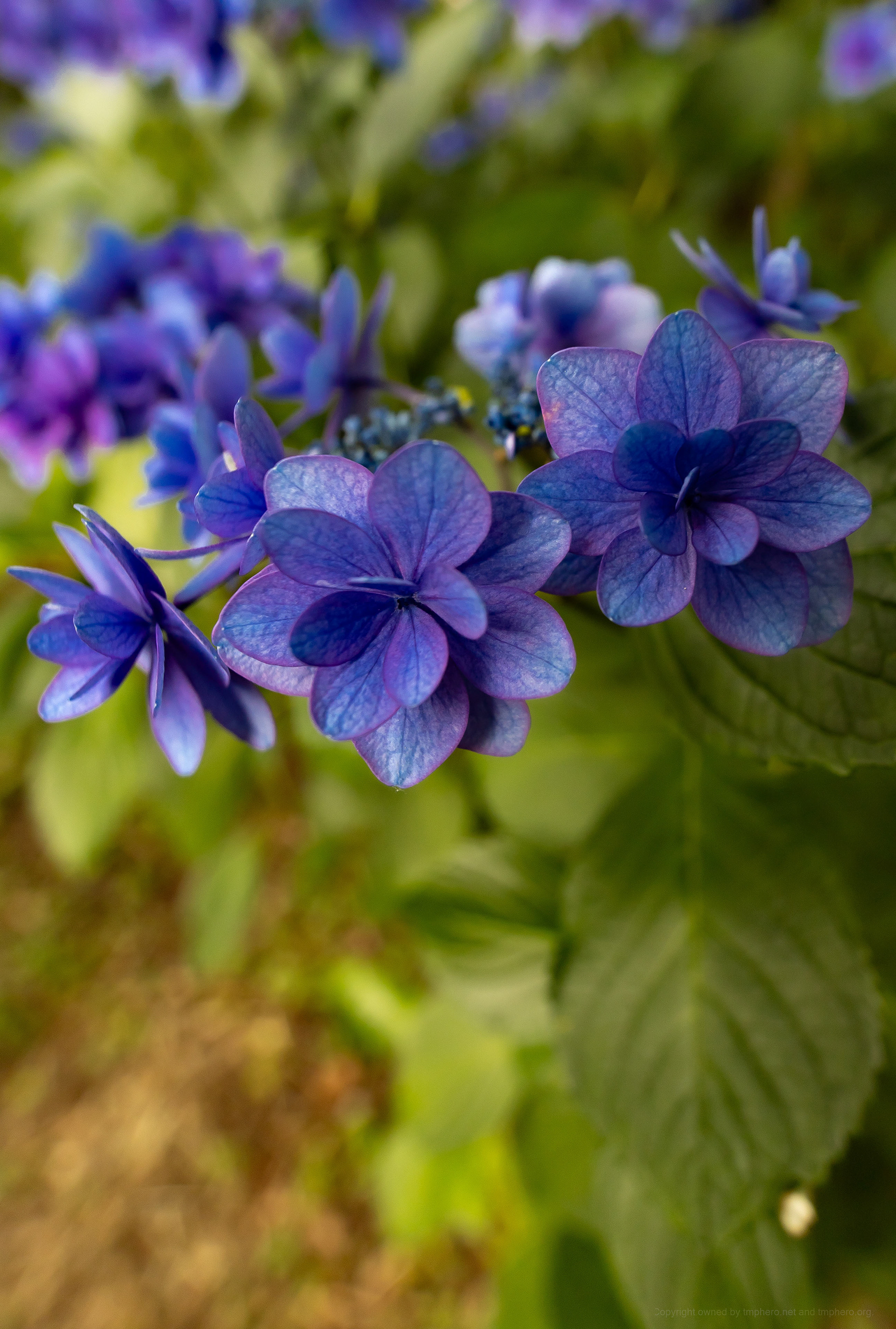 Canon R + LAOWA 15mm F2 Zero-D, ISO100 F2.8 1/100 0EV