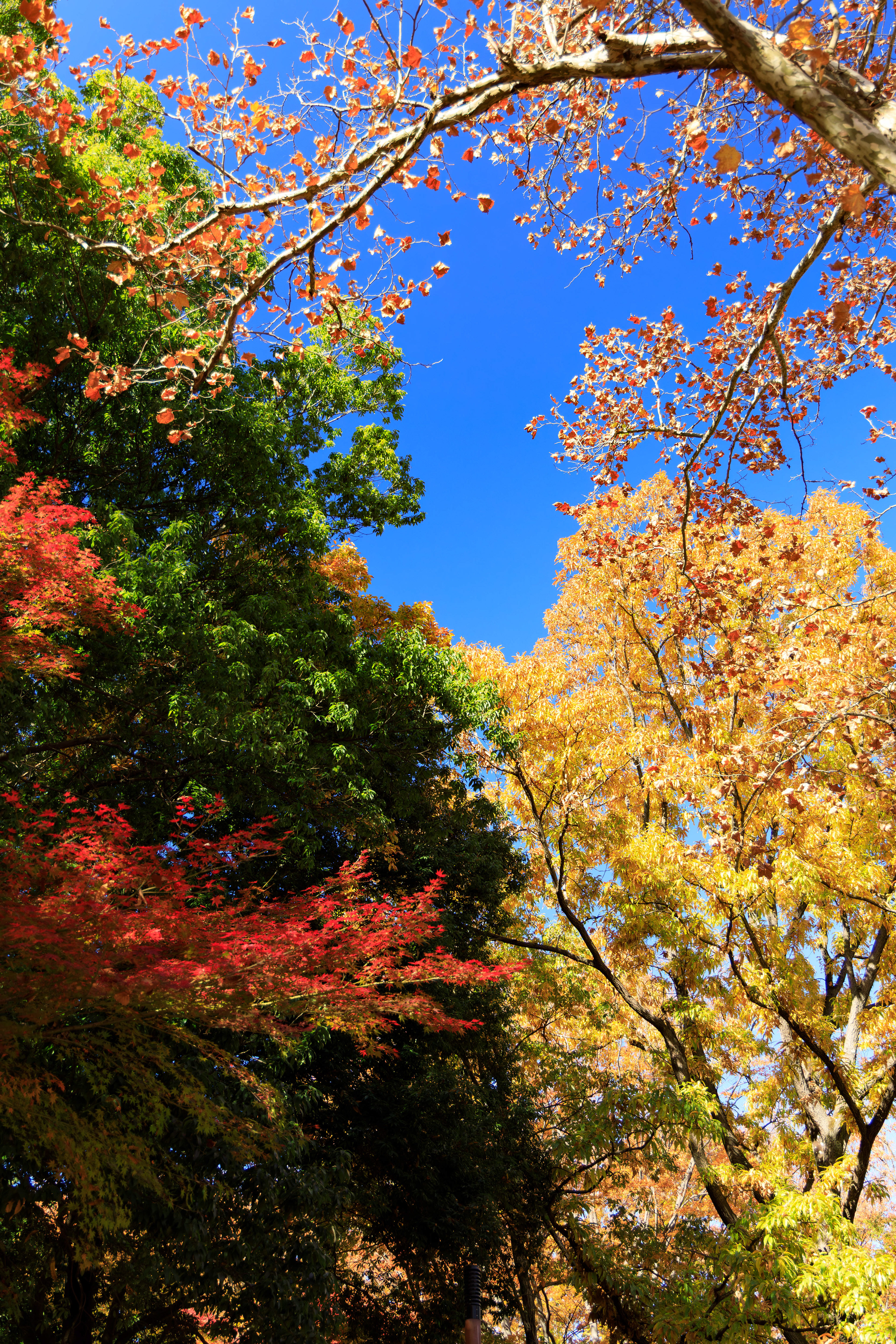 Canon EOS R +  RF24-105mm, ISO200 F4 1/124sec 0EV