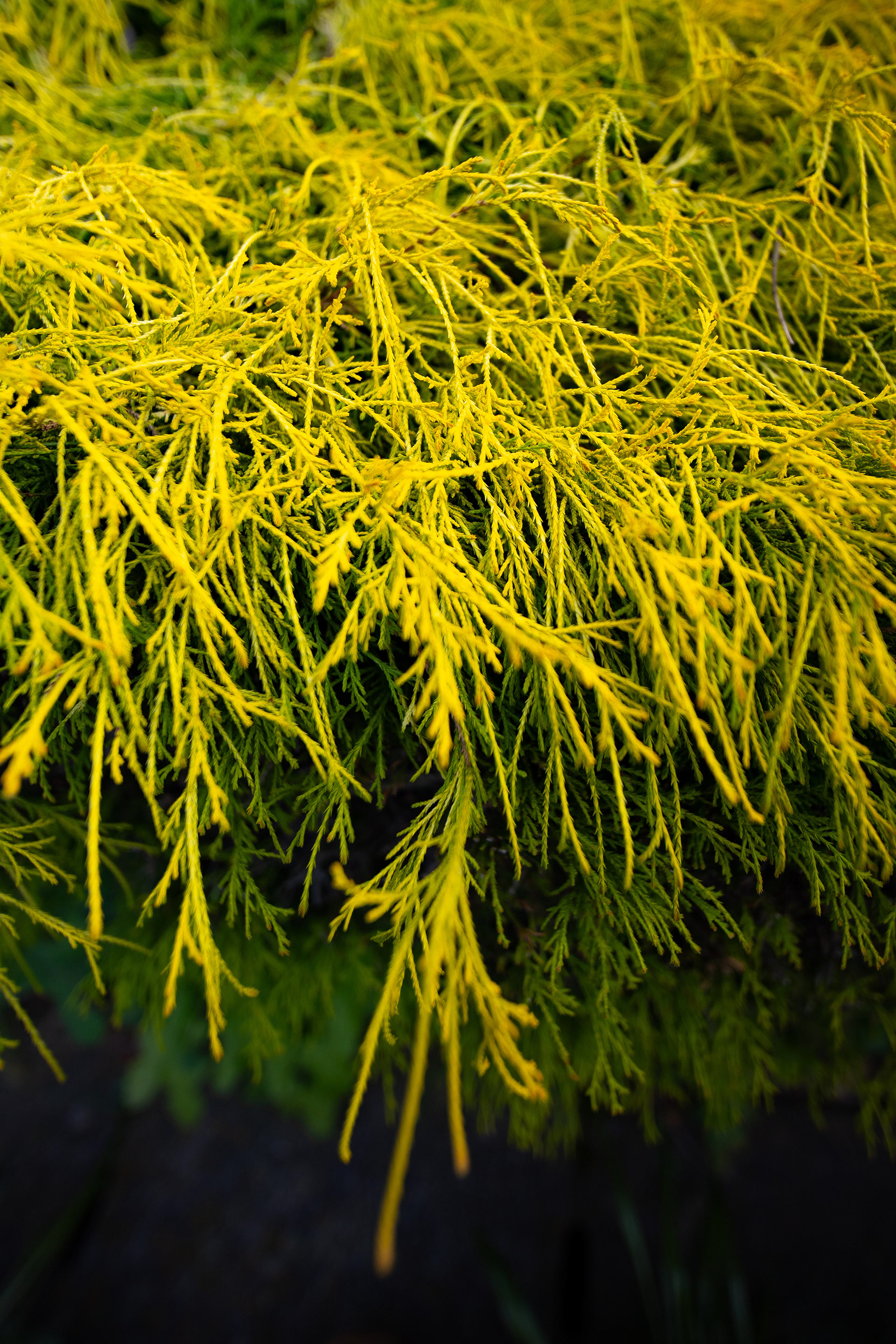 Canon EOS R +  LAOWA 15mm F2 Zero-D, ISO100 F2 1/2000 0EV