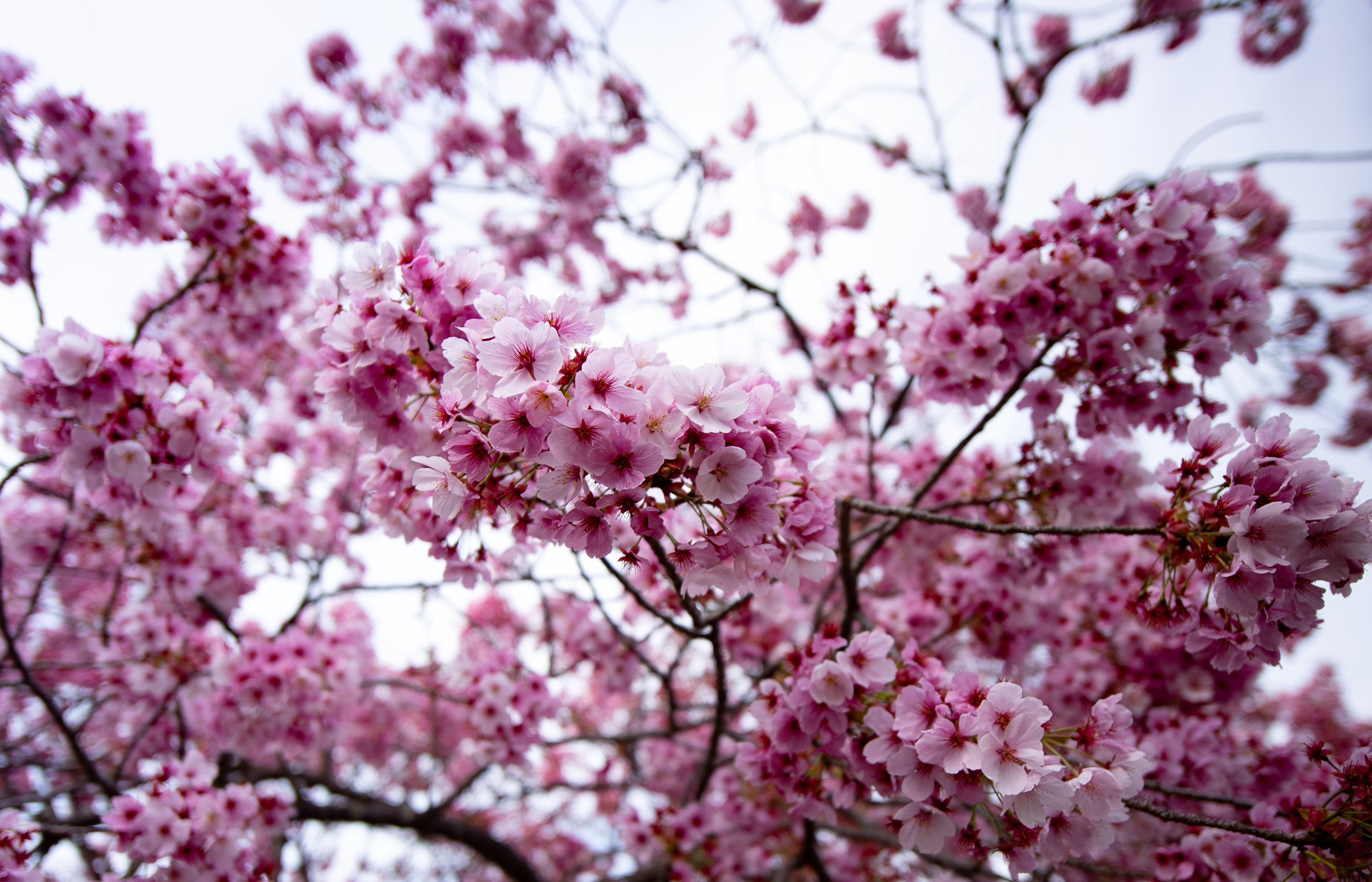 Canon EOS R +  LAOWA 15mm F2 Zero-D, ISO100 F2 1/250 0EV