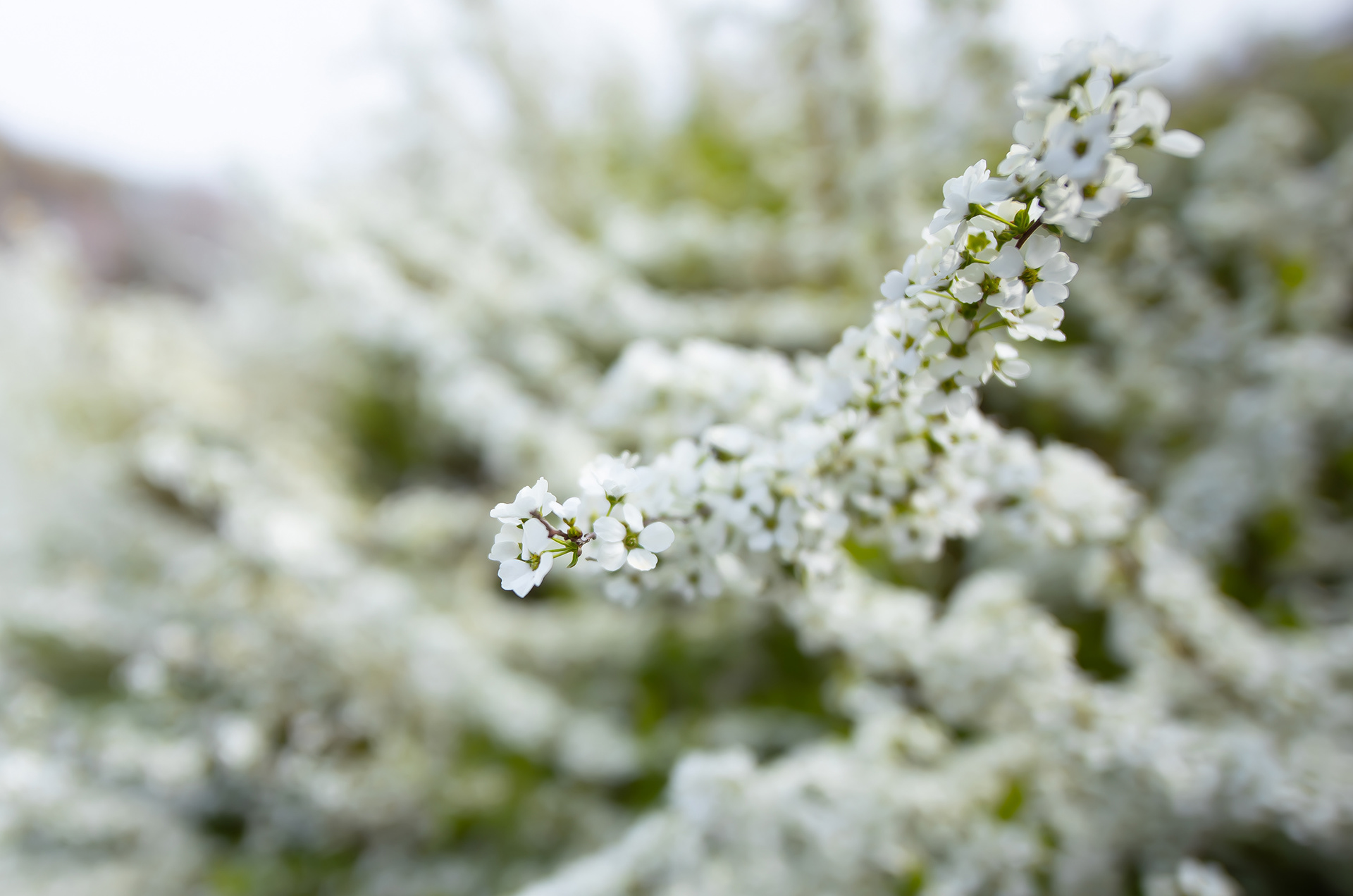 Canon EOS R +  LAOWA 15mm F2 Zero-D, ISO100 F2 1/2000 0EV