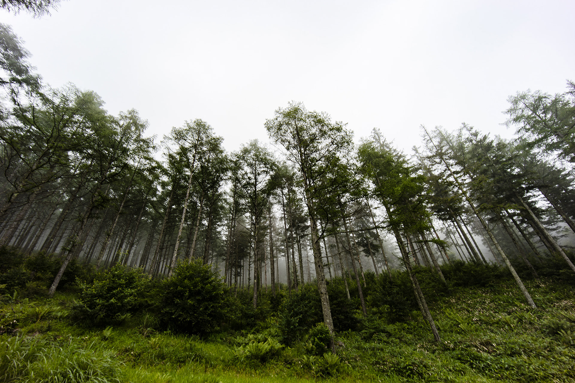 Canon EOS R +  LAOWA 15mm F2 Zero-D, ISO100