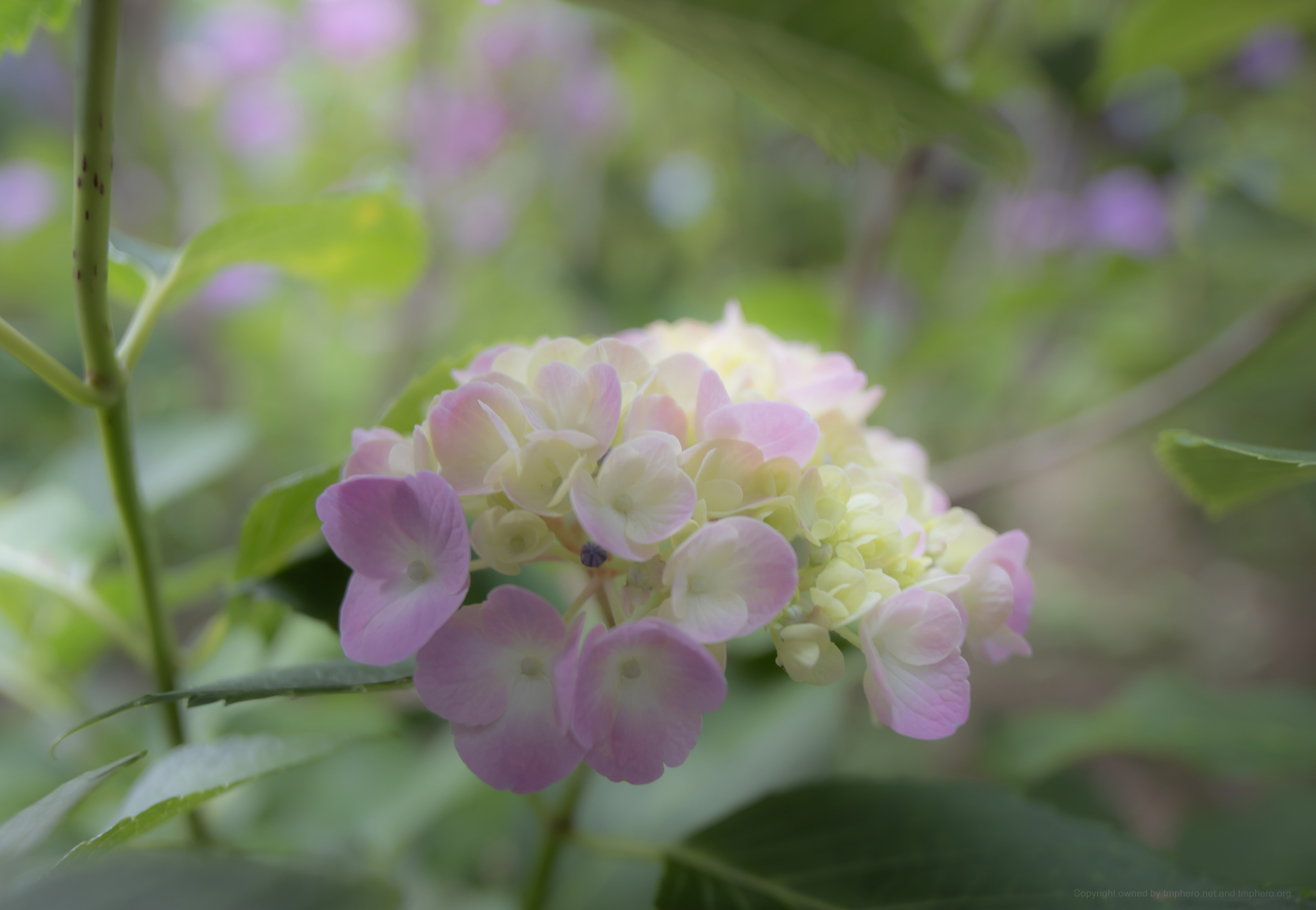 Canon R + LAOWA 15mm F2 Zero-D, ISO100 F2.8 1/100 0EV