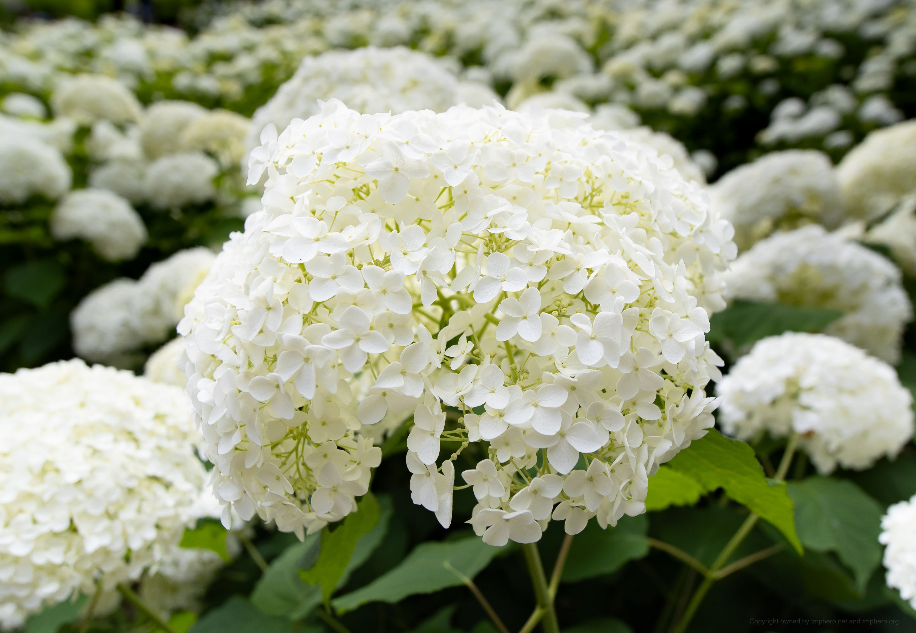 Canon R + LAOWA 15mm F2 Zero-D, ISO100 F2.8 1/200 0EV