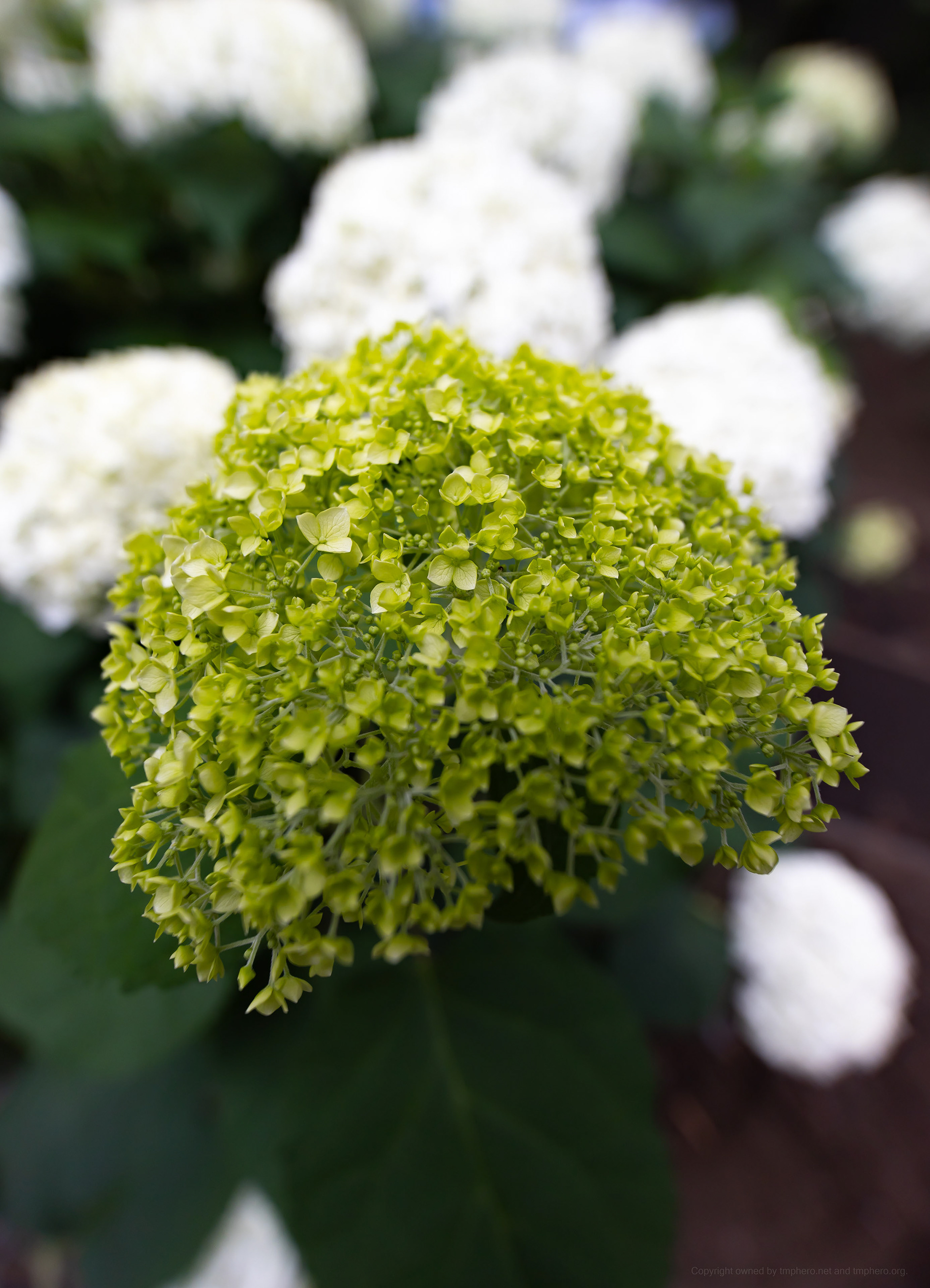 Canon R + LAOWA 15mm F2 Zero-D, ISO100 F2.8 1/125 0EV