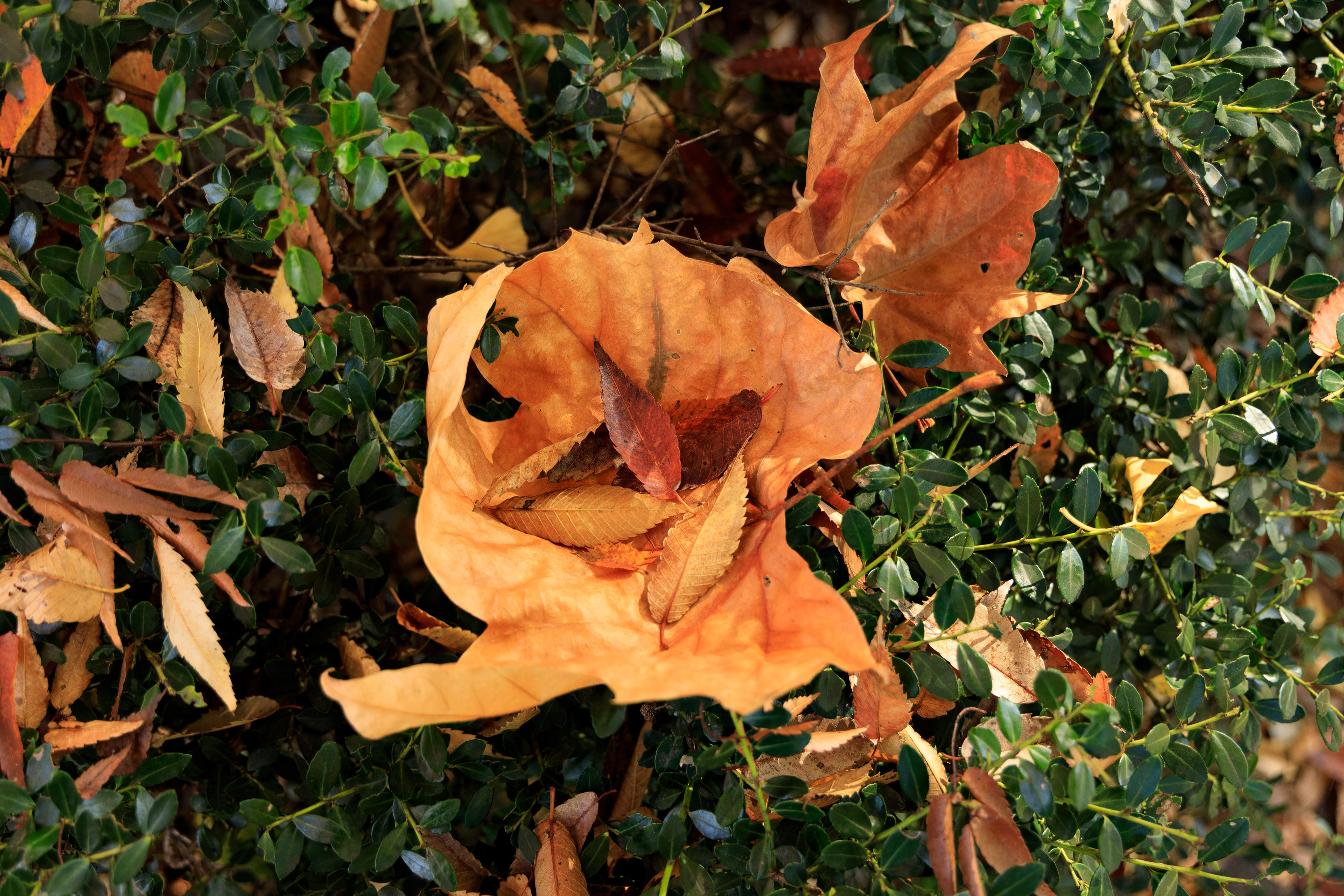 Canon EOS R +  RF24-105mm, ISO100 F4 1/30sec 0EV